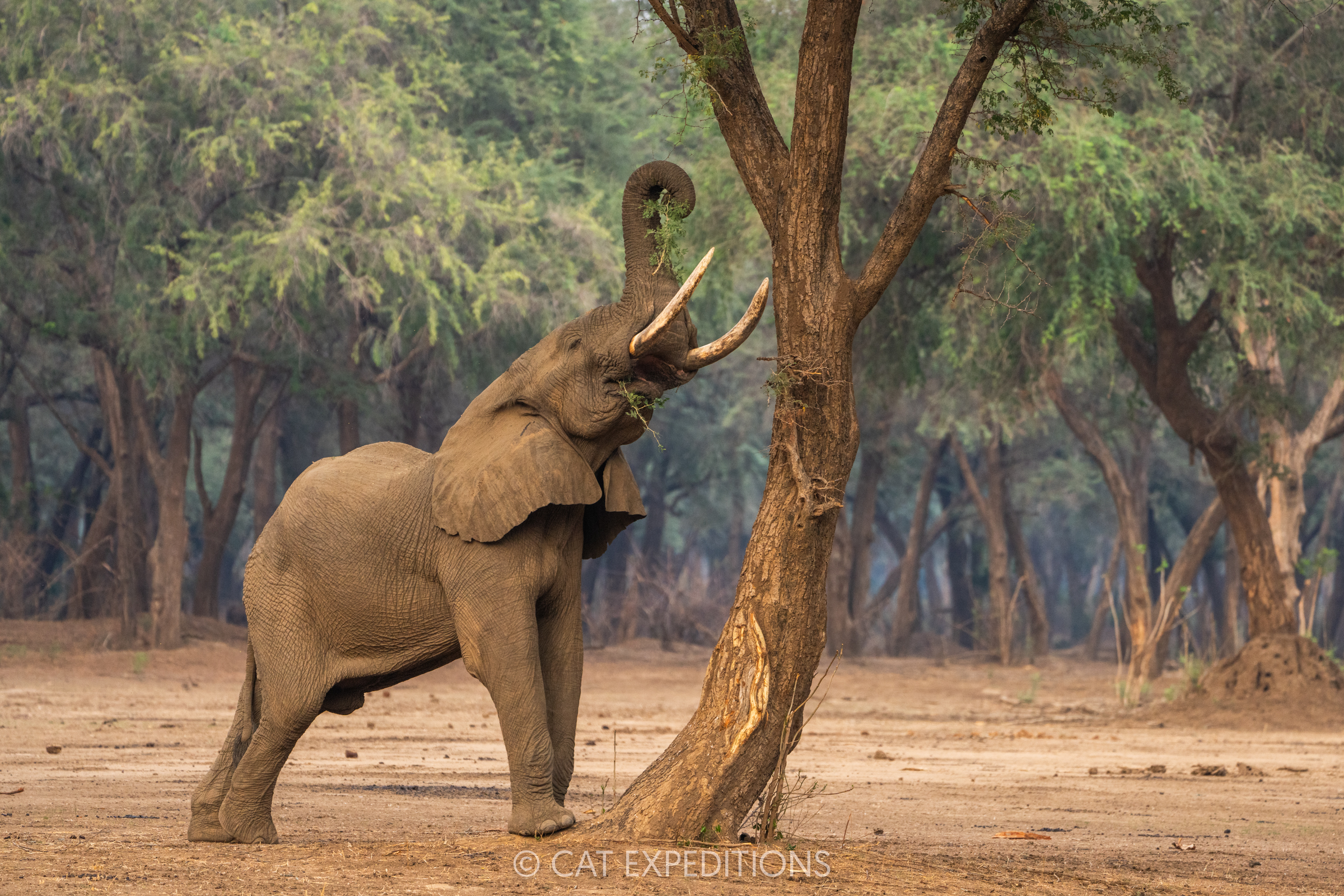 African Elephant male browsing during our Classic Safari in Zambia 2024.