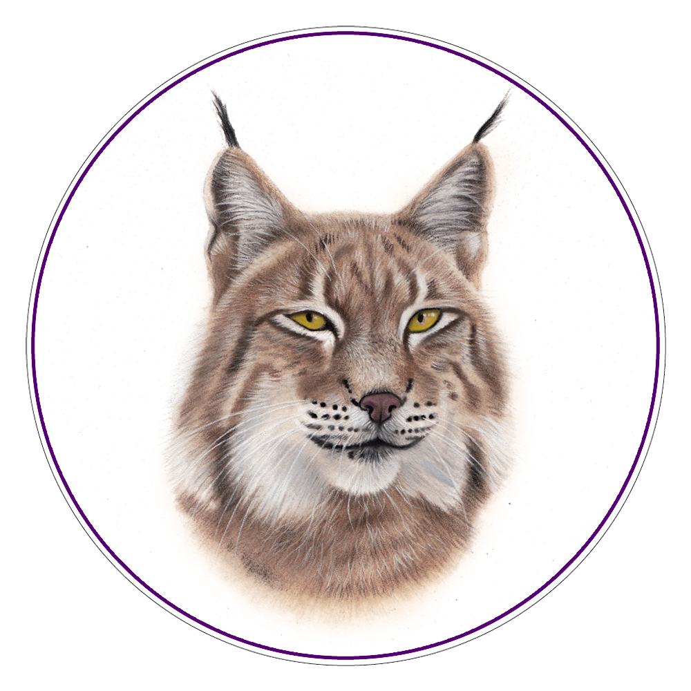 Eurasian Lynx Illustration