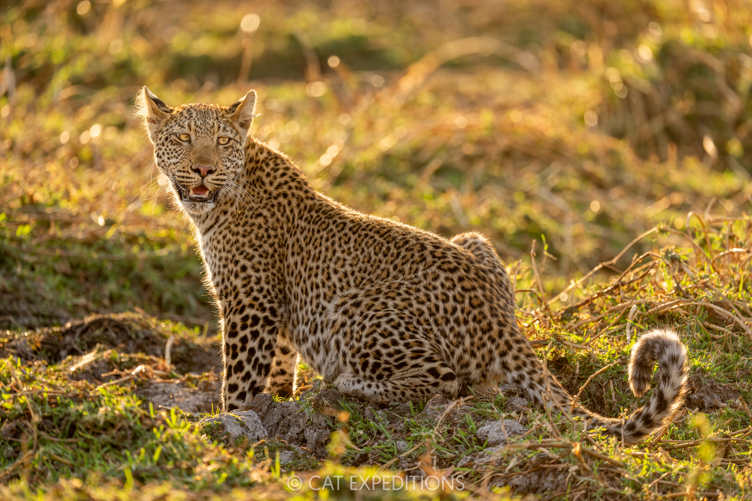 Sub-adult leopard during our Classic Safari in Zambia 2024