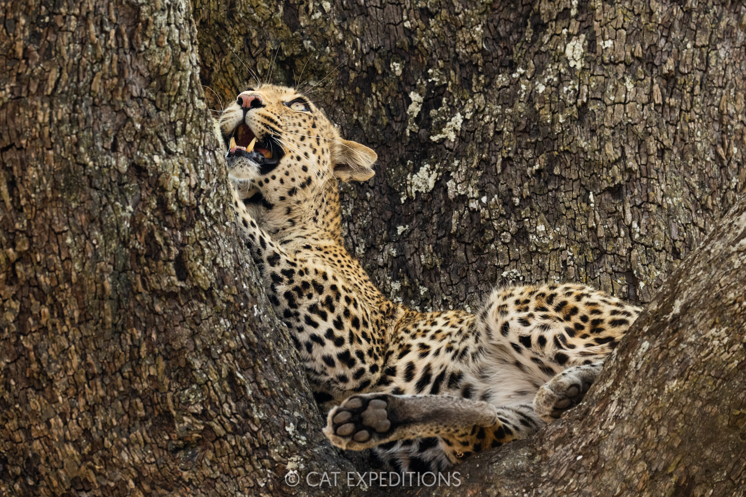 Leopard female in tree during our Classic Safari in Zambia 2024