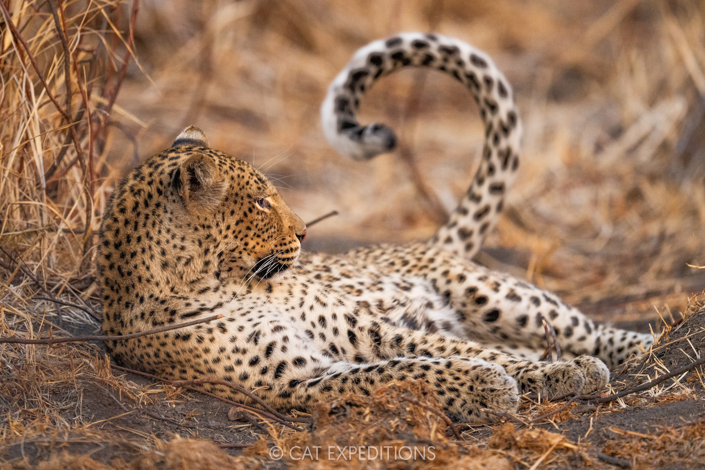 Leopard female during our Classic Safari in Zambia 2024