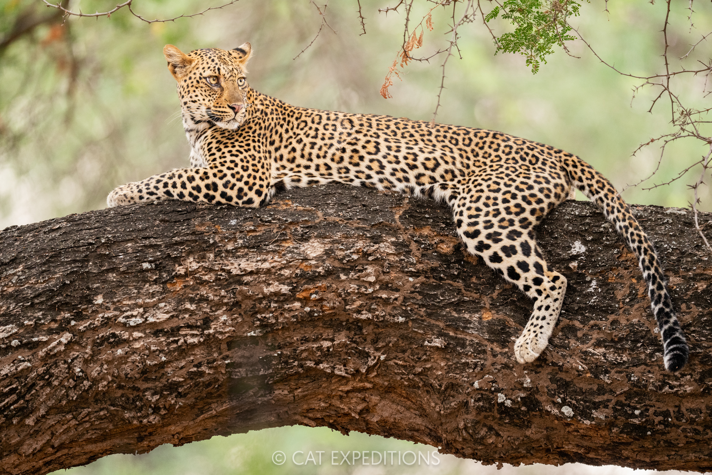 Classic Safari in Zambia 2024 Trip Report