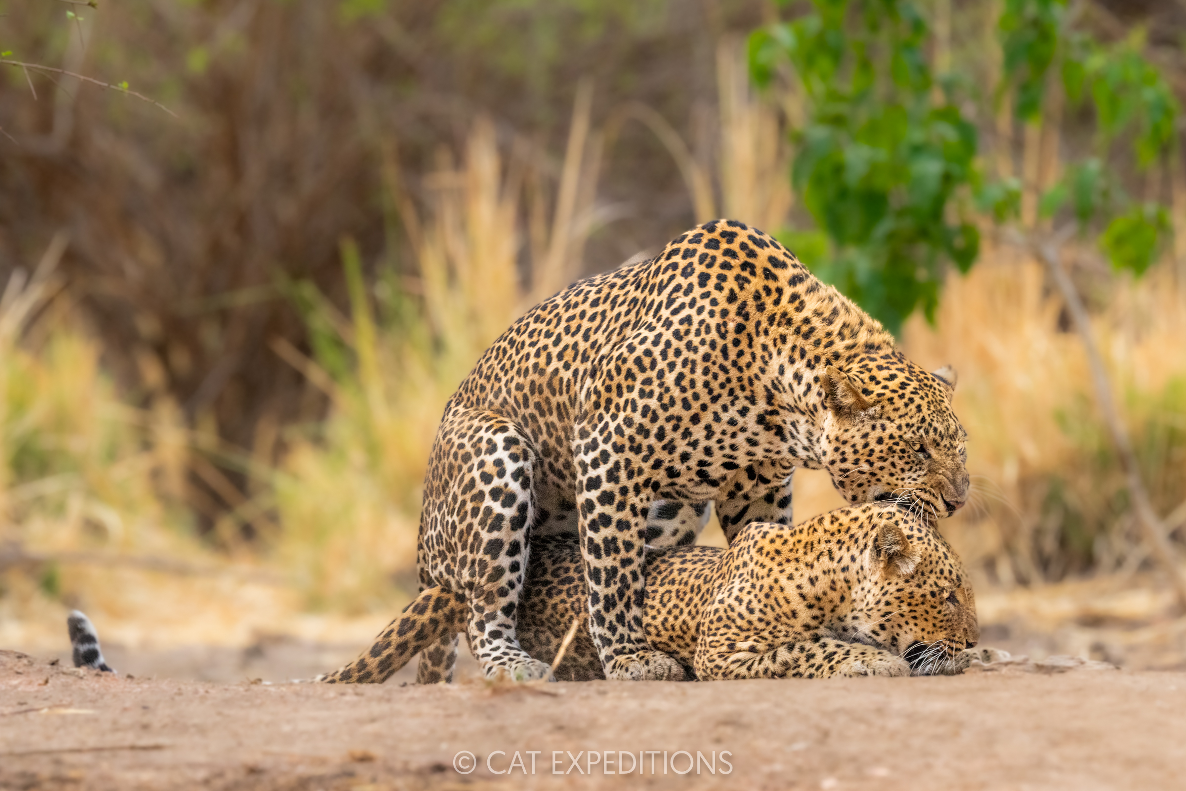 Leopards mating in Zambia, taken during our Classic Safari in Zambia Photo Tour 2024
