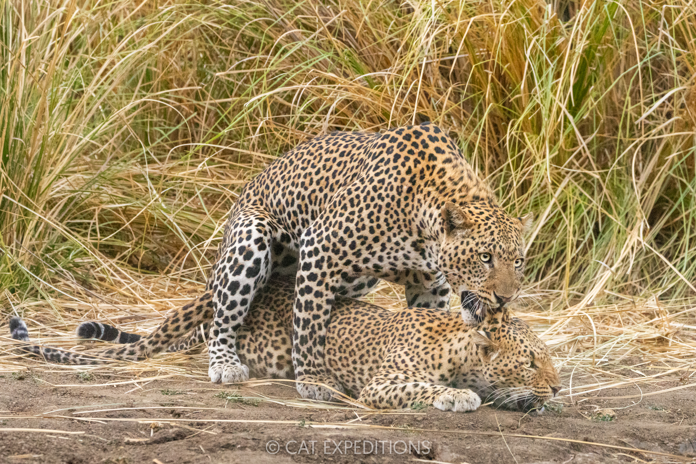 Leopards mating in Zambia, taken during our Classic Safari in Zambia Photo Tour 2024