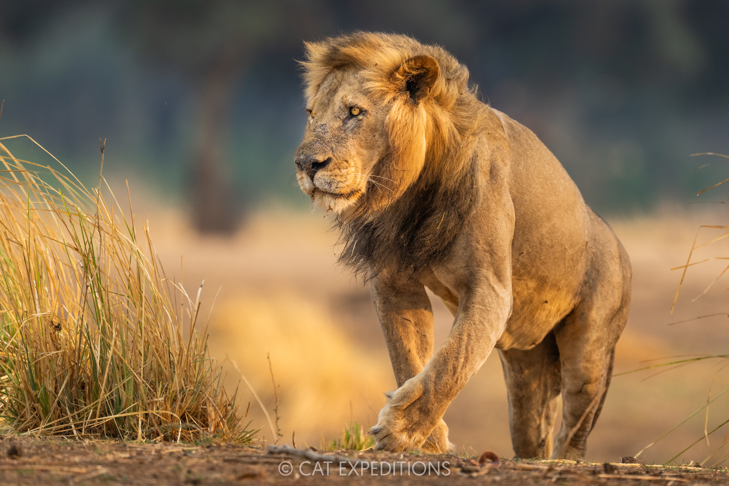 Male African lion during our Classic Safari in Zambia 2024