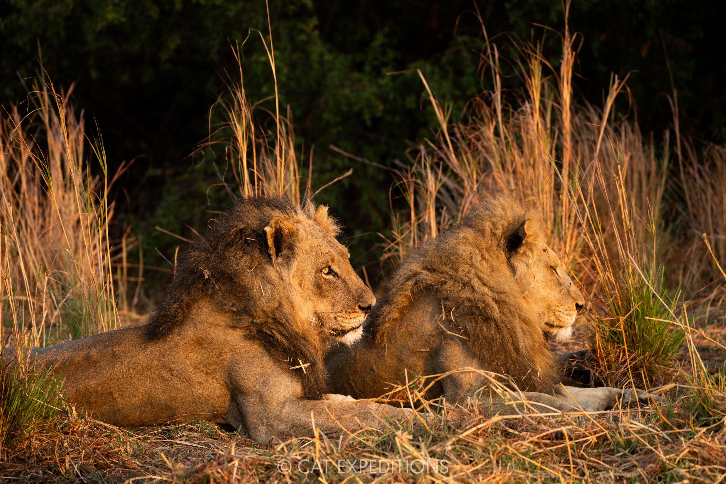 Male lion coalition during our Classic Safari in Zambia 2024