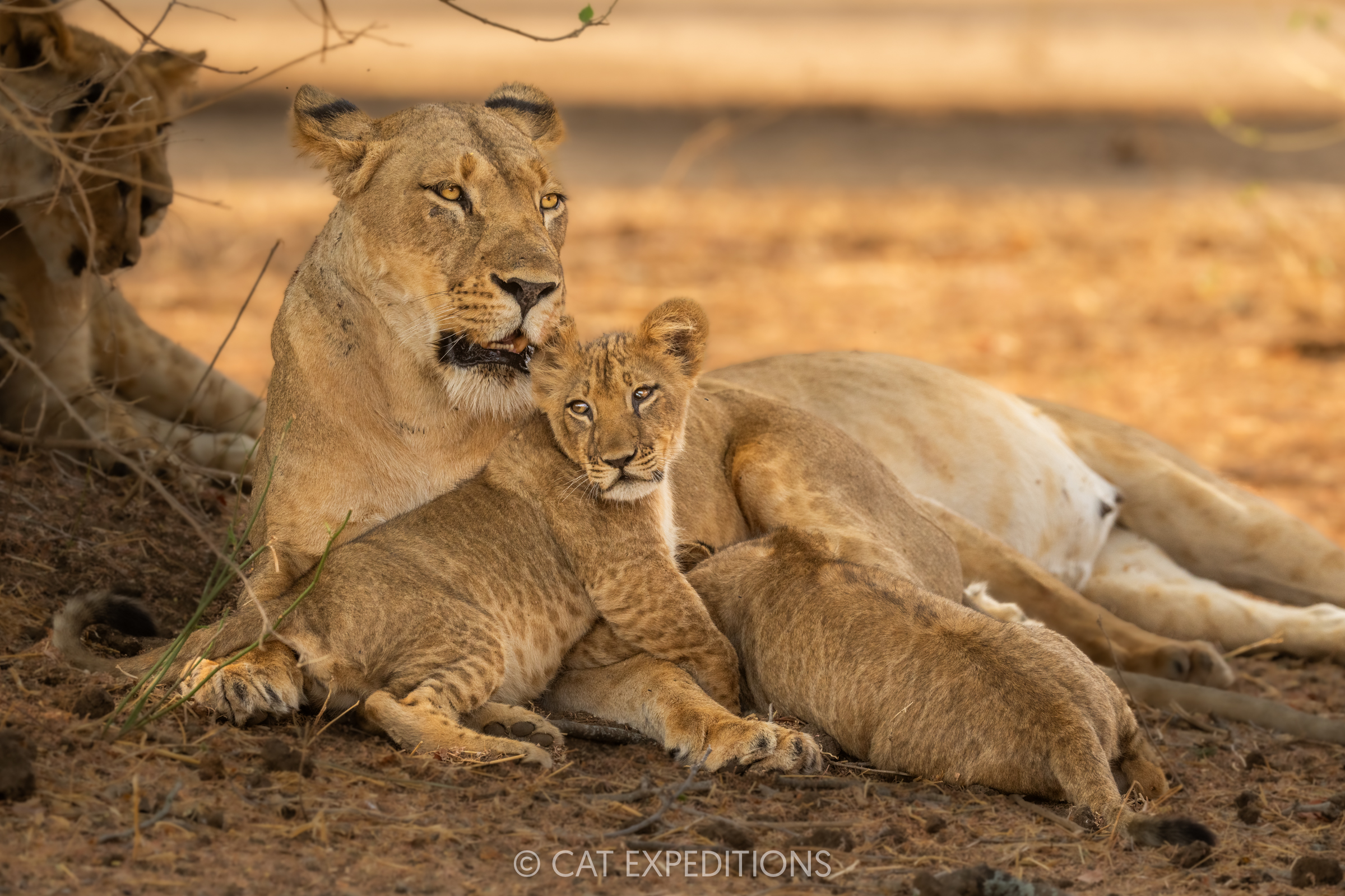 Lion mother and cub during our Classic Safari in Zambia in 2024