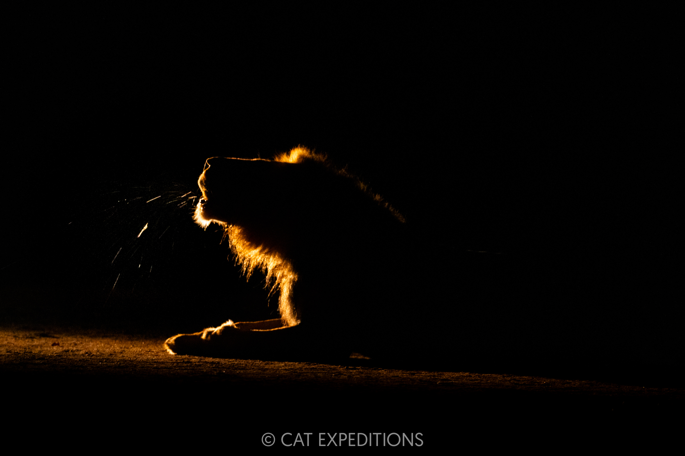 Male lion roaring at night, taken during our Classic Safari in Zambia Photo Tour 2024