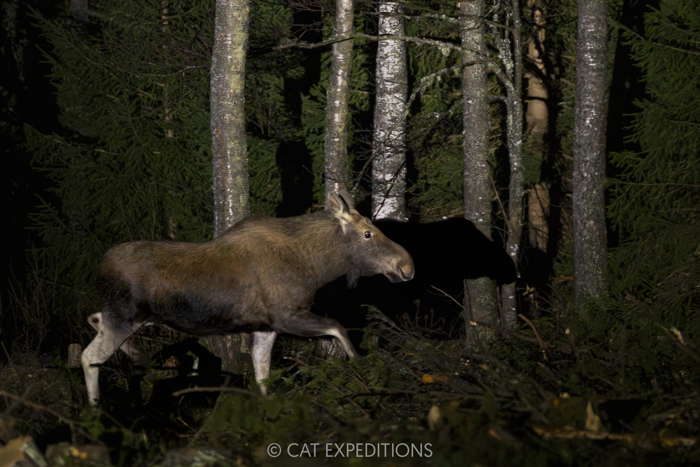 Eurasian Lynx of Estonia Photo Tour | Cat Expeditions | Ethical Wild ...