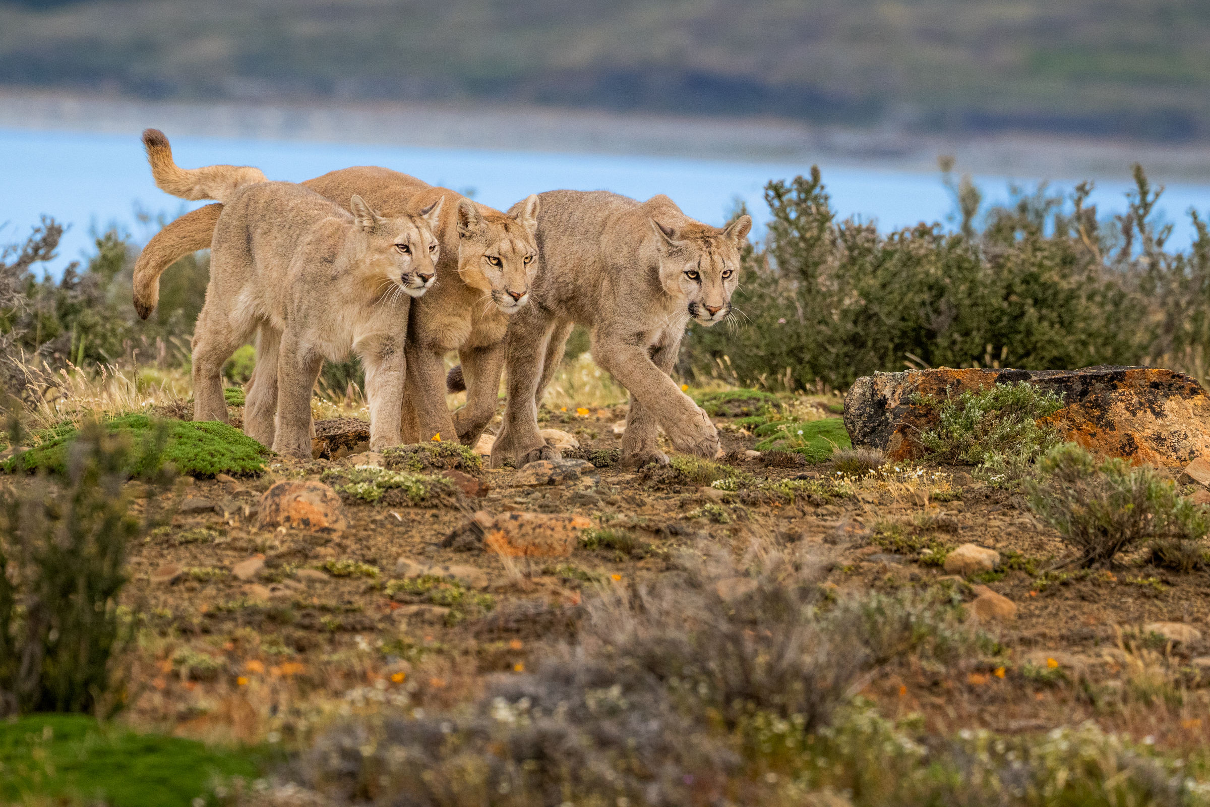 Petaka and her cubs walking in a line, taken during our pumas of Patagonia in 2024.