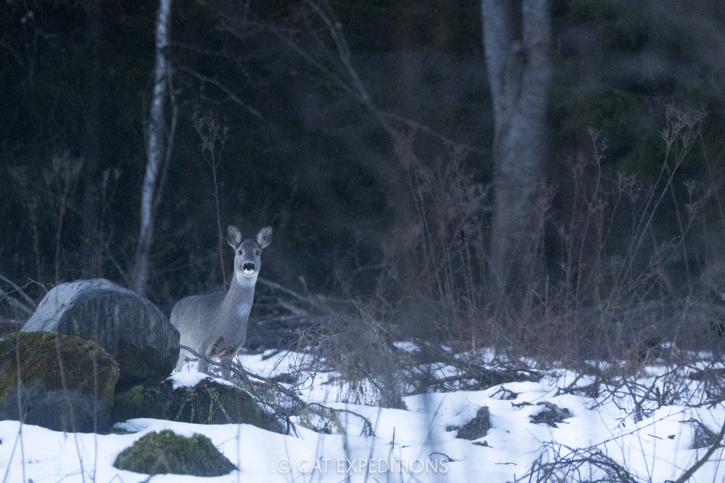 Eurasian Lynx of Estonia Photo Tour | Cat Expeditions | Ethical Wild ...