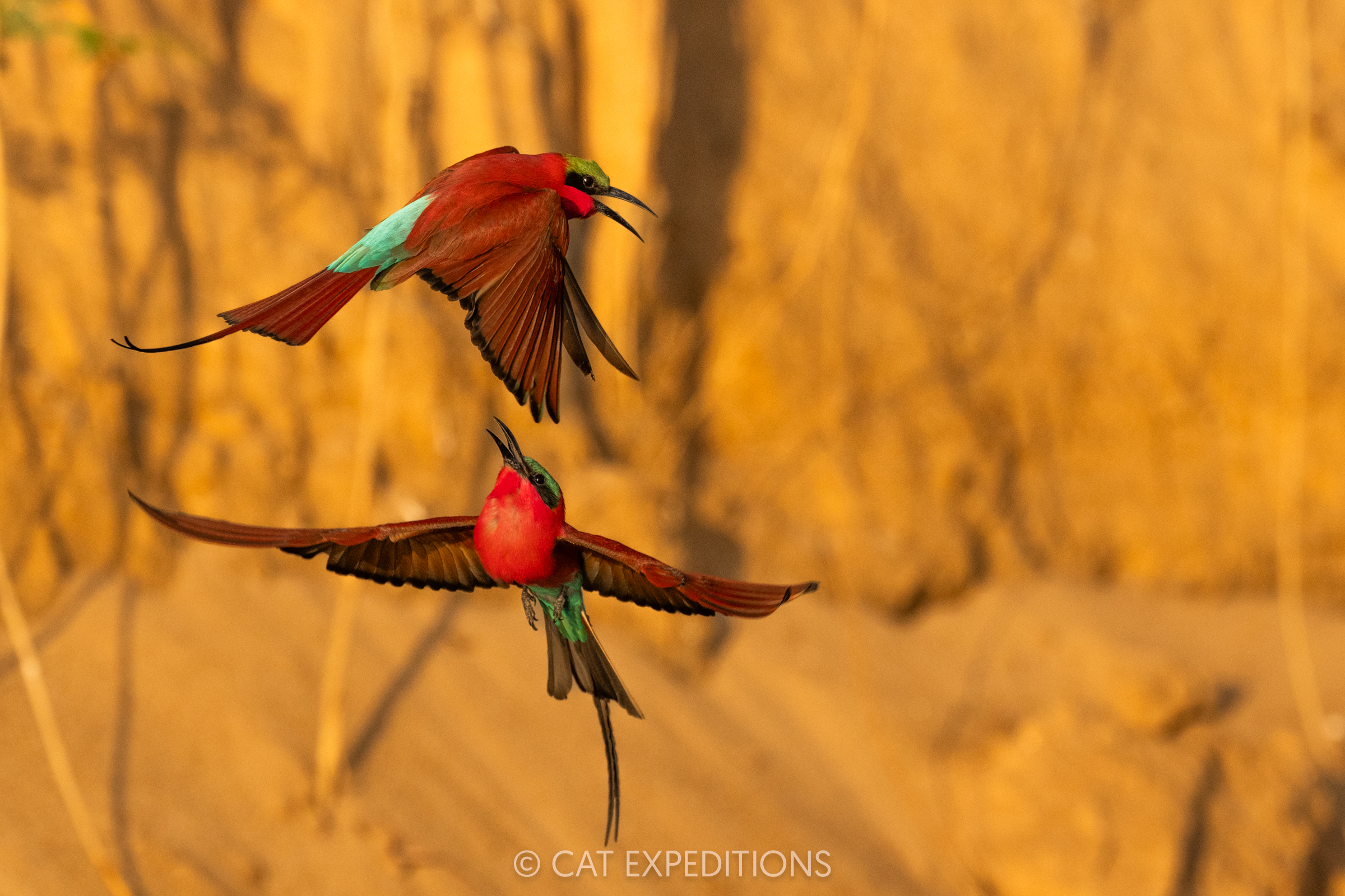 Two southern carmine bea-eaters fight in the air for rights to a breeding hole, during our Classic Safari in Zambia 2024