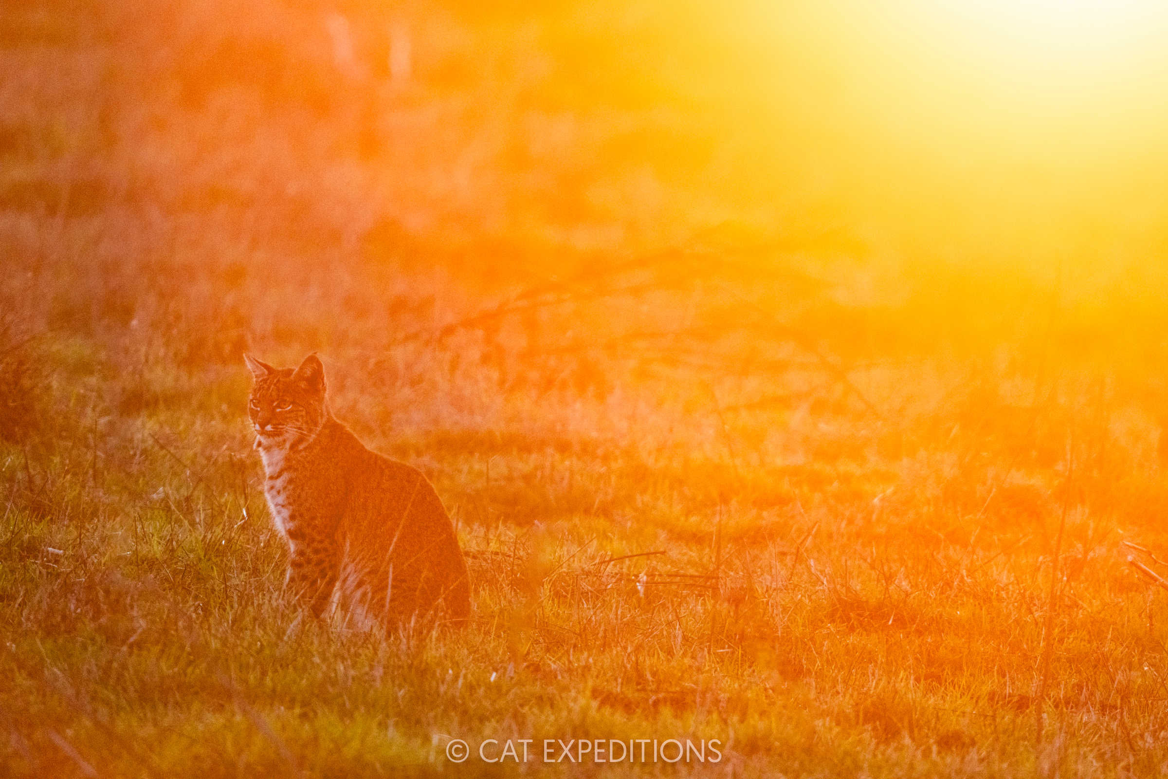 Bobcat female at sunset, taken during our private bobcat tour in 2024