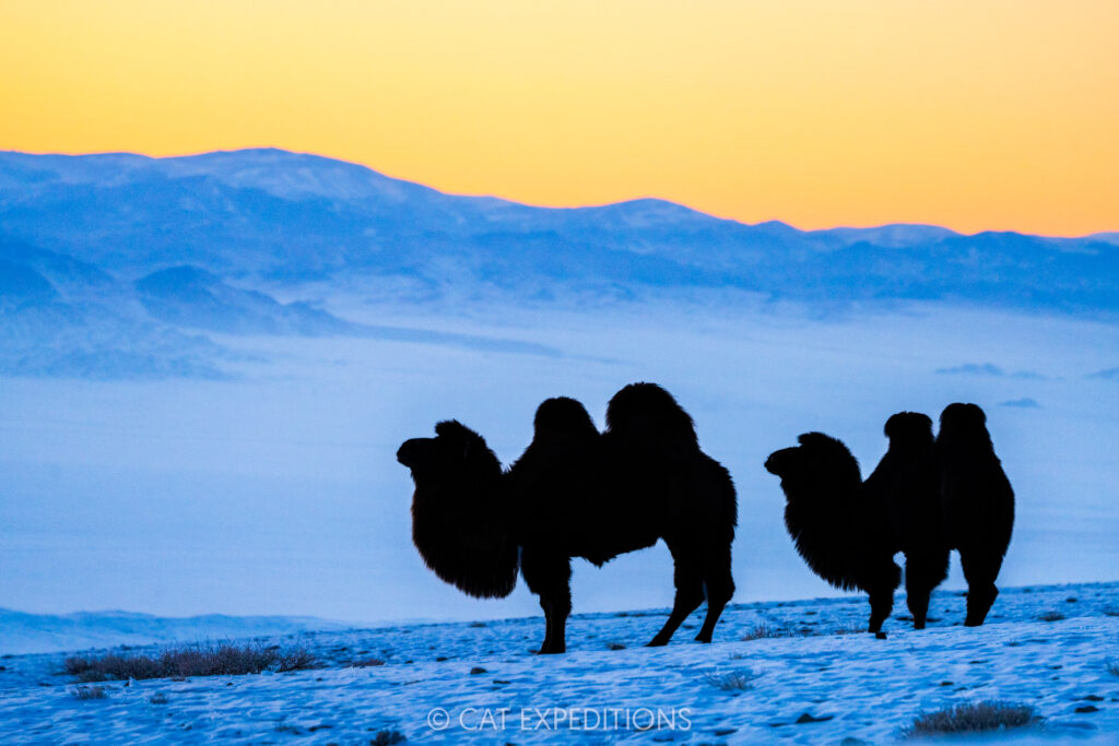 Bactrian camels in winter at sunset in Mongolia