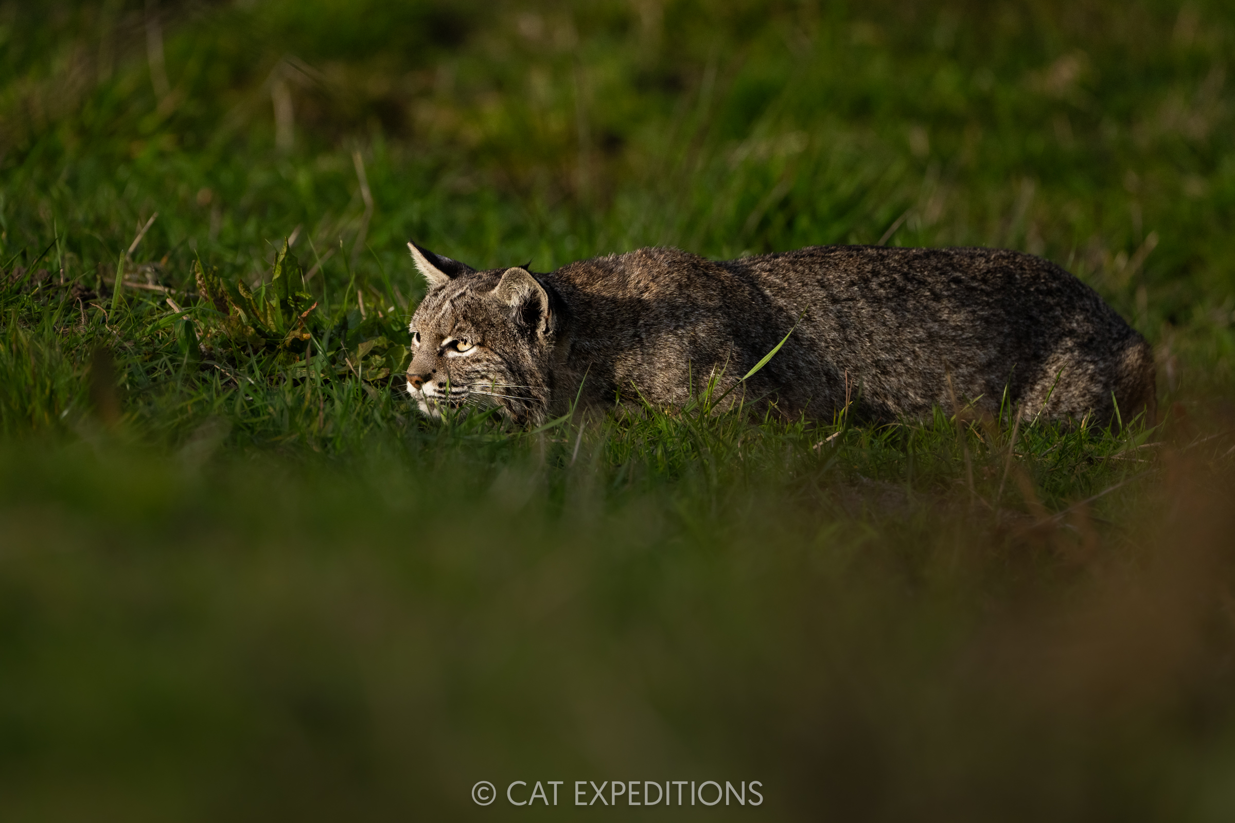 Bobcat female waiting in ambush, California, taken during our private bobcat tour in 2024