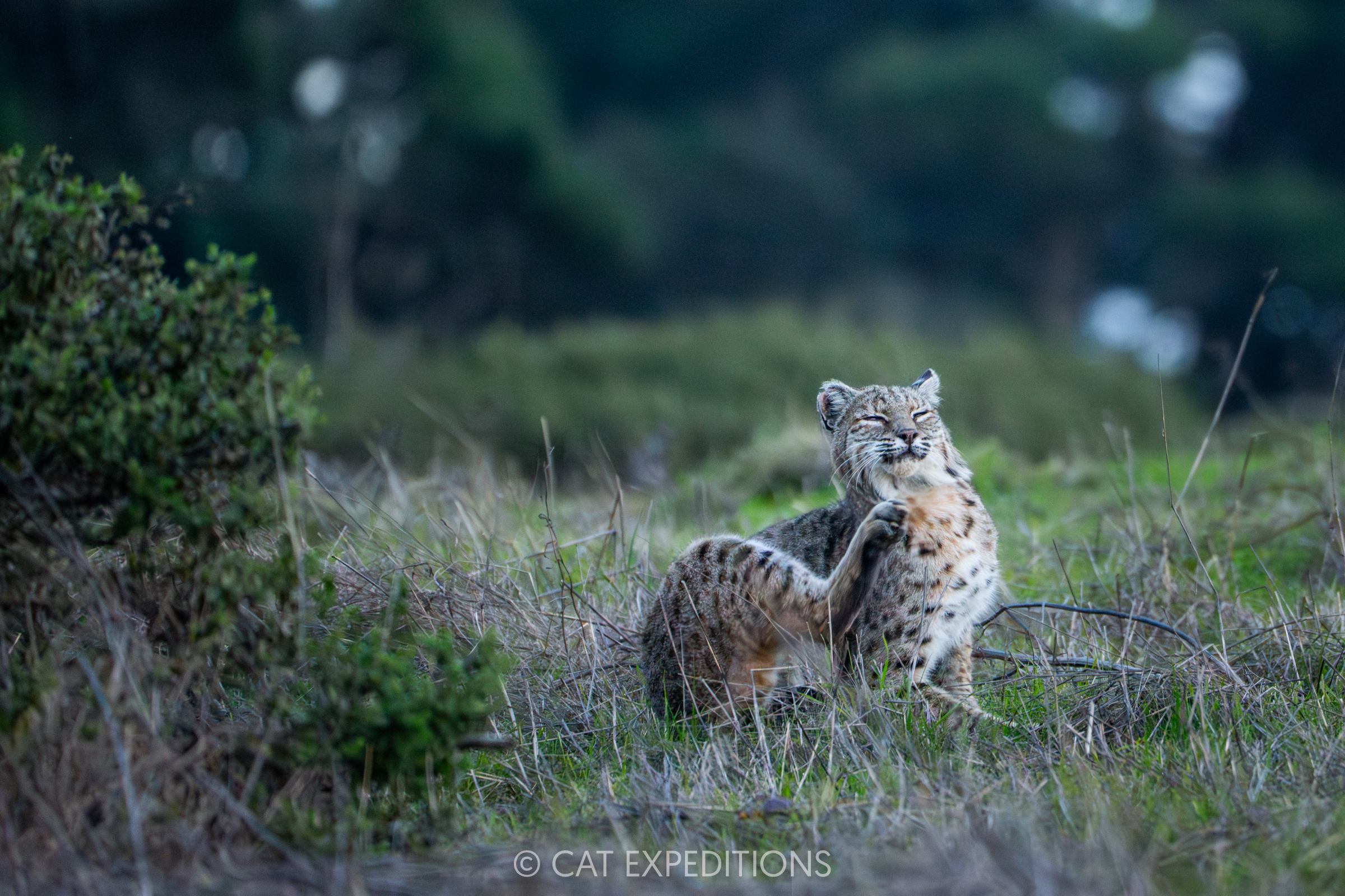 Bobcat male scratching itself at dusk, California, taken during our private bobcat tour in 2024
