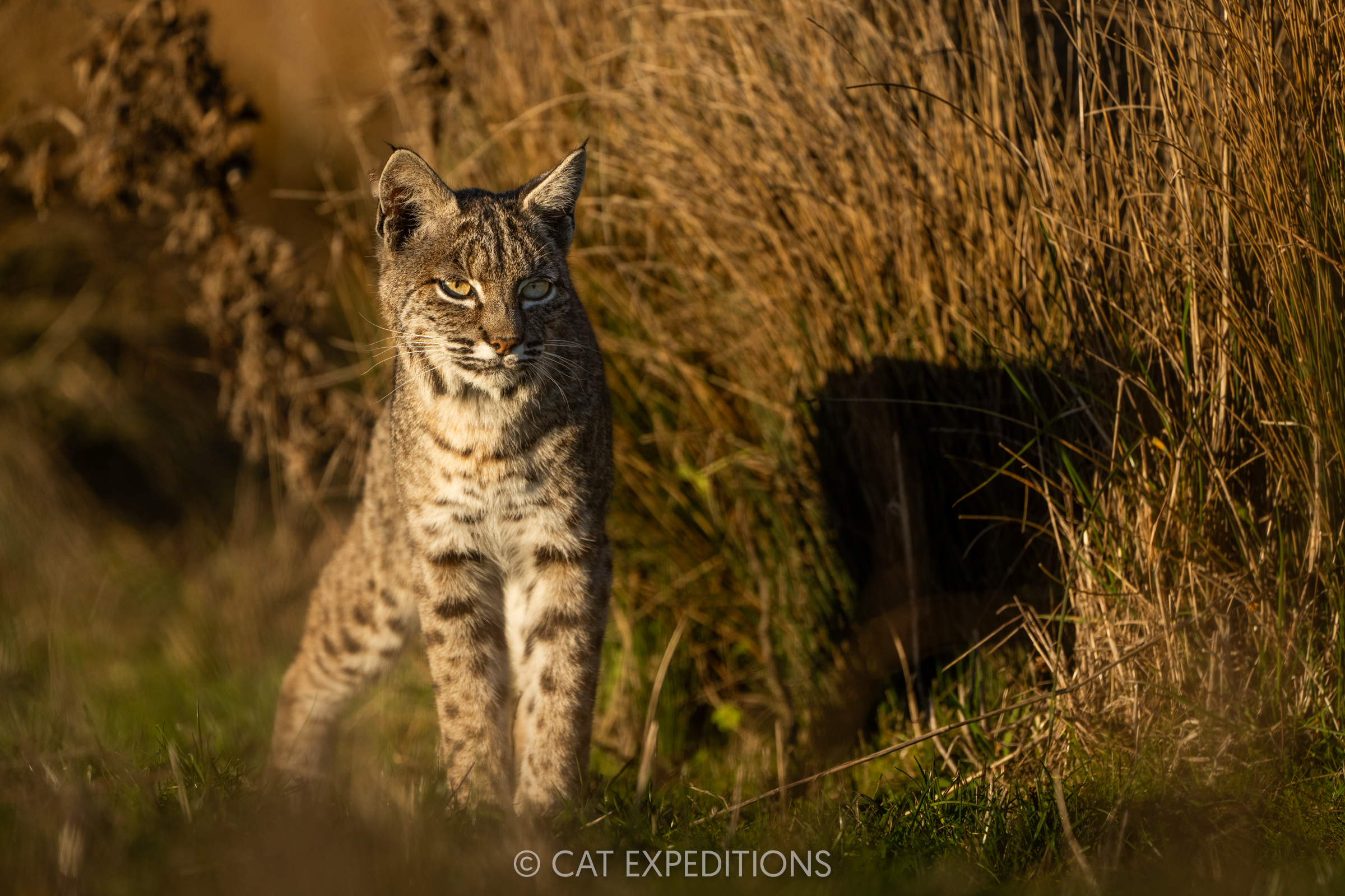 Private Tour: Bobcats of California Photo Tour 2024 Trip Report