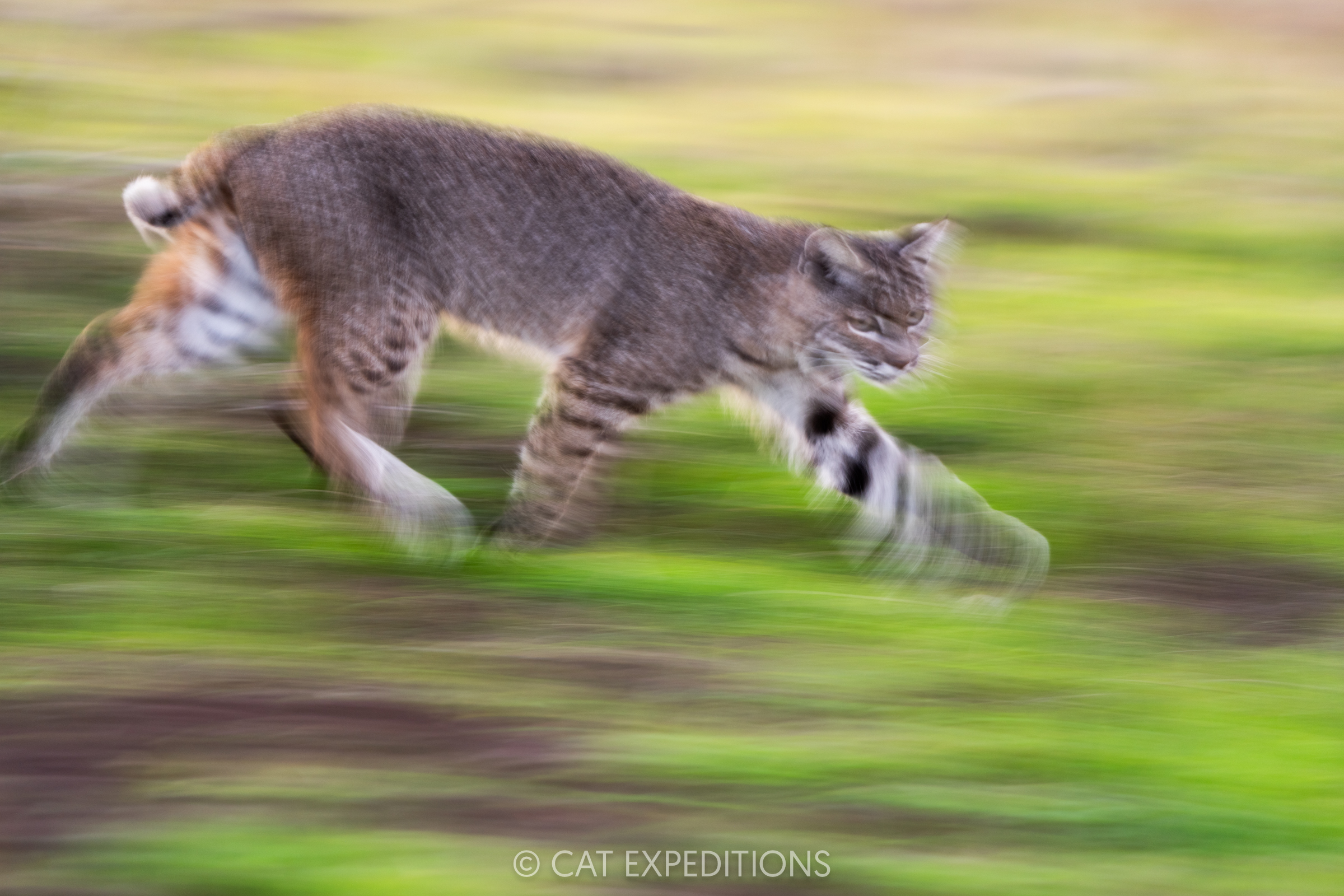 Bobcat female running in California, taken during our private bobcat tour in 2024