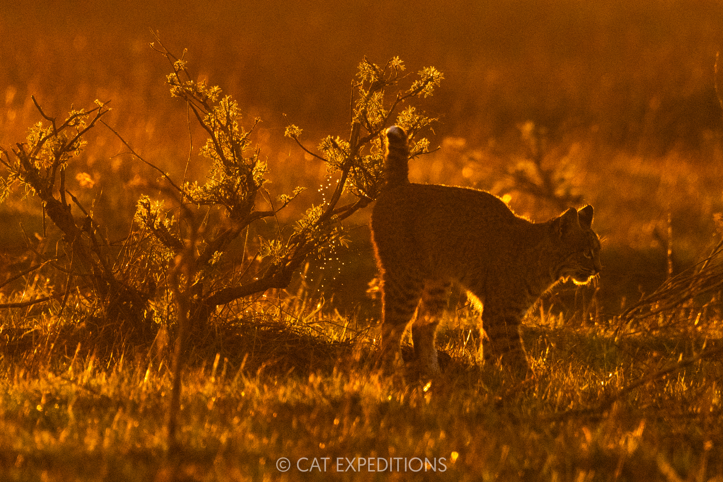 Bobcat female at sunset scent-marking, California, taken during our private bobcat tour in 2024