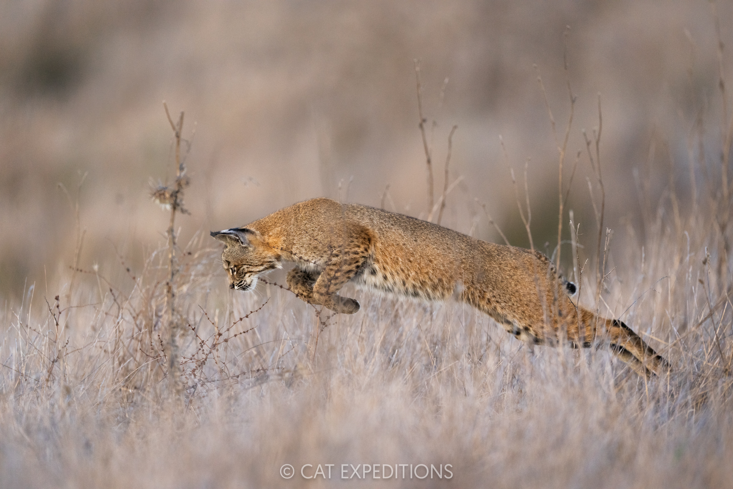 Bobcat female leaping while hunting for gophers, California, taken during our private bobcat tour in 2024