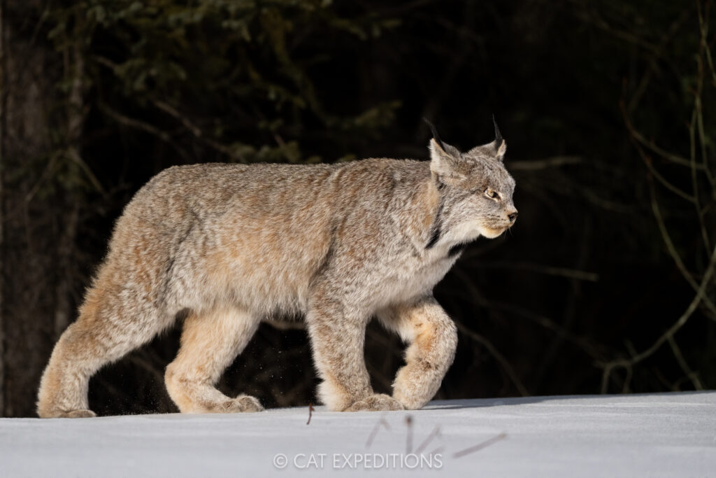 Canada Lynx female on snow in Canada