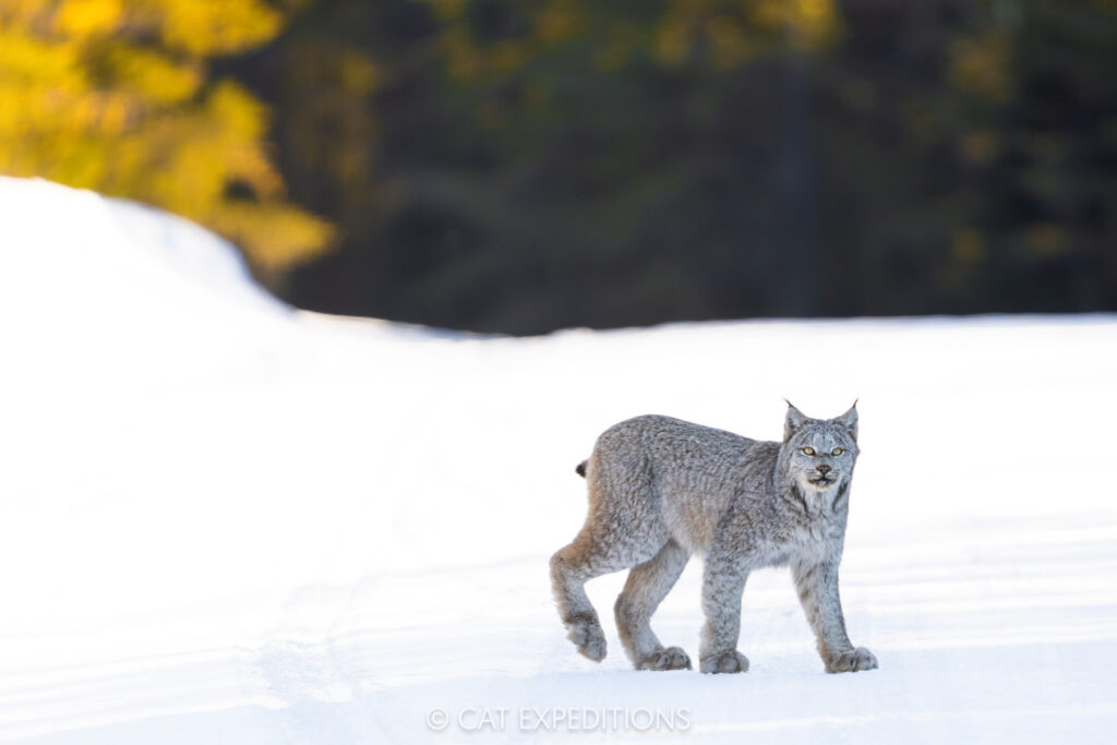 Canada Lynx male in snow in Canada, taken during our Private Canada Lynx of Canada 2024 Photo Tour