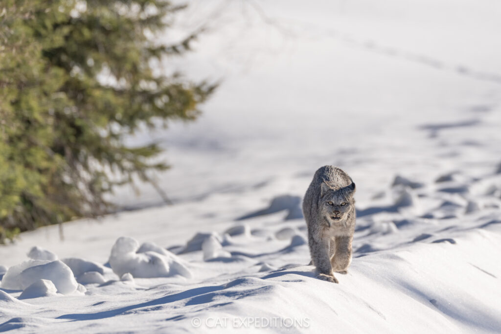 Canada Lynx male in snow in Canada