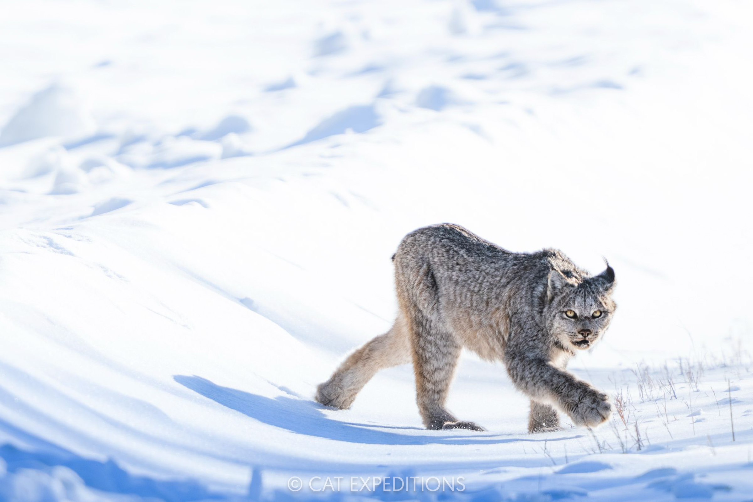 Featured image for “Canada Lynx in Canada Photo Tour 2025 Trip Report”