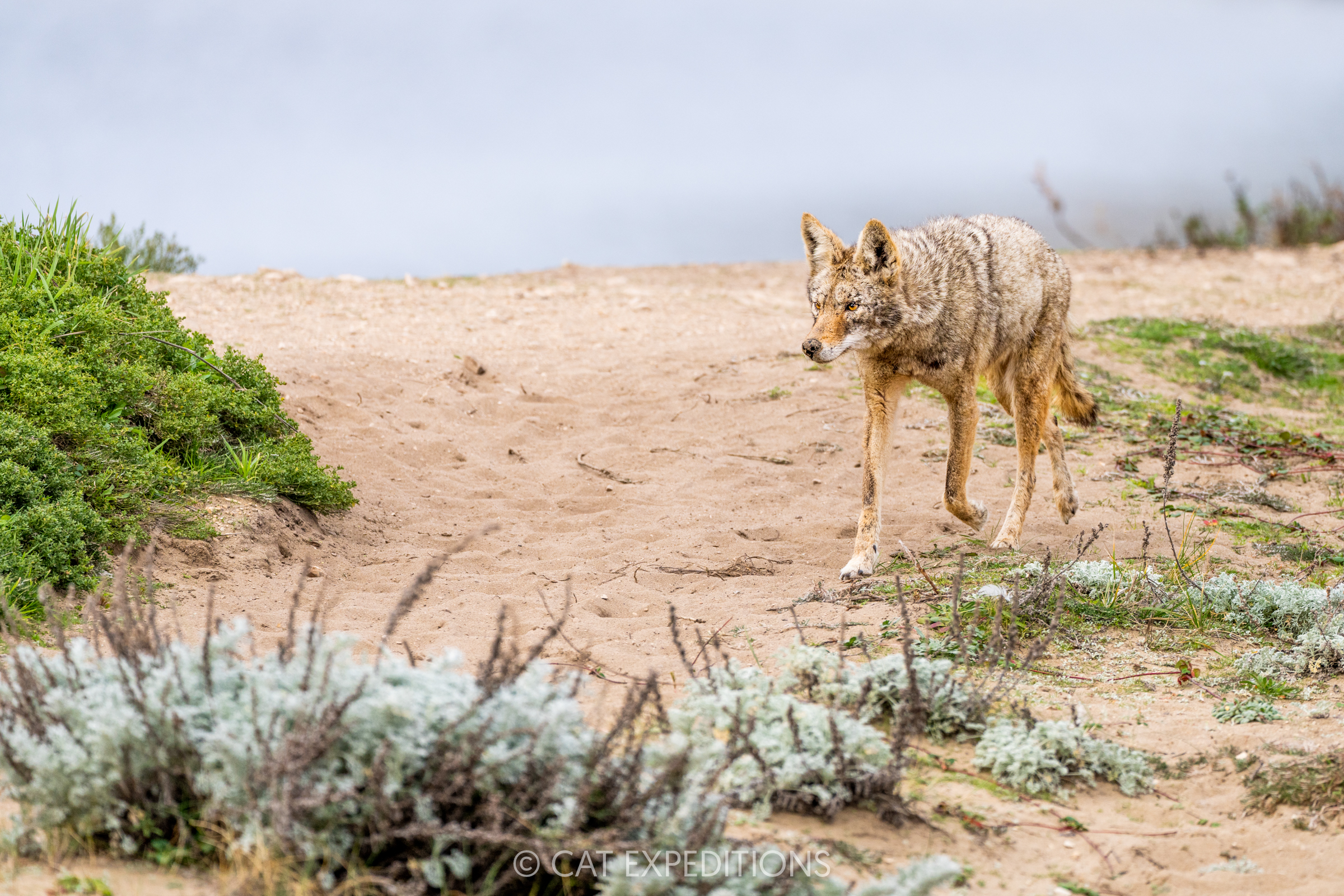 Coyote in coastal dunes, California