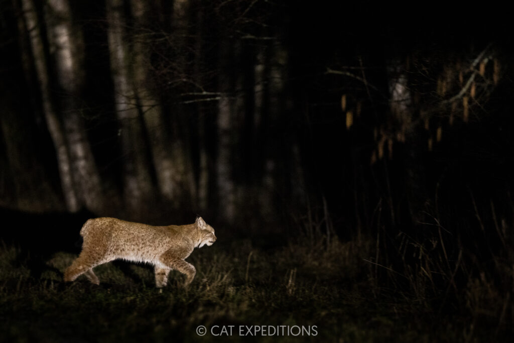 Eurasian lynx male at night during our 2025 photo tour to Estonia