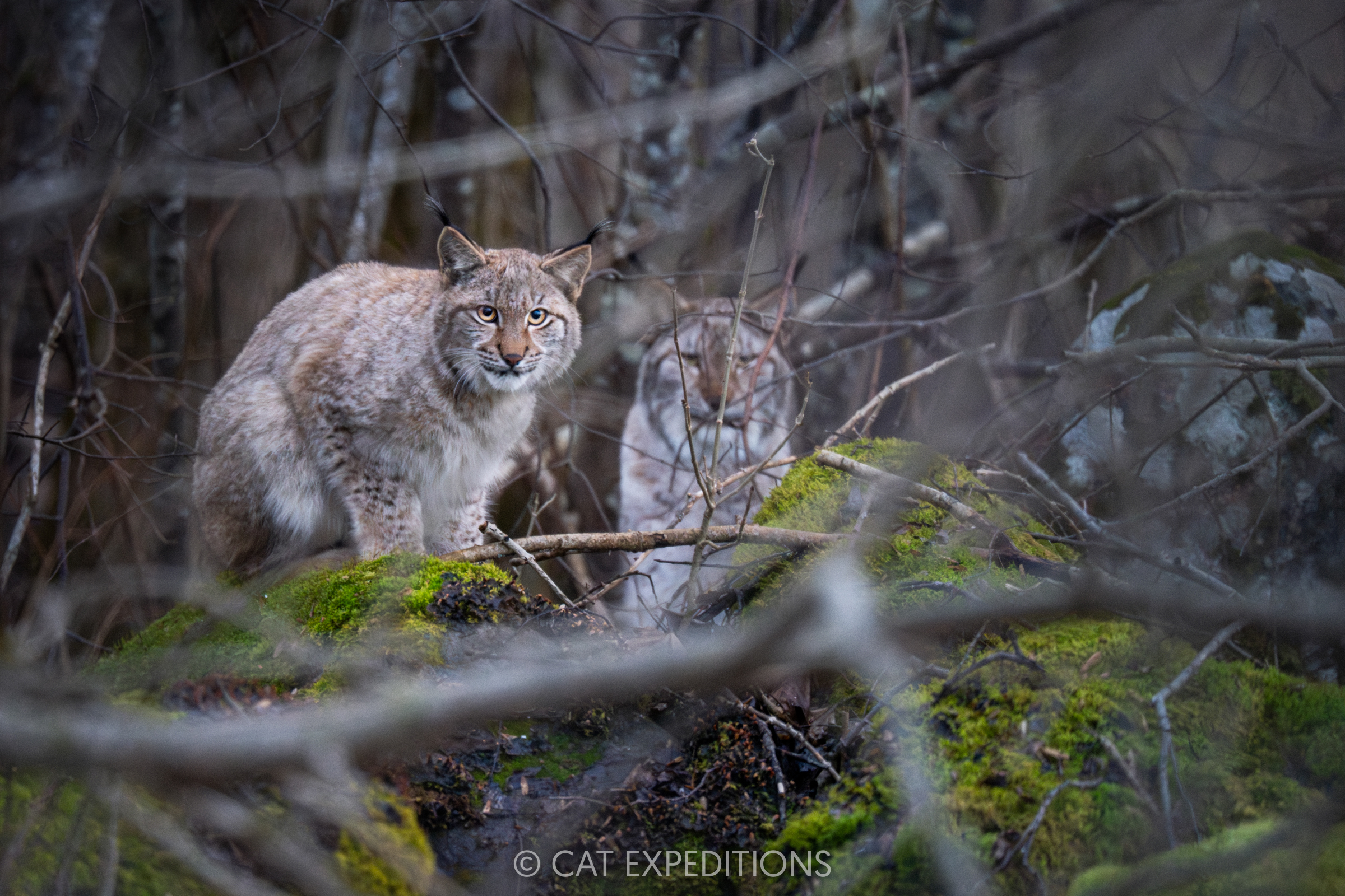 Eurasian lynx mother with her almost fully grown kitten in Estonia. In just a few months, this kitten will leave its mom to find its own territory.