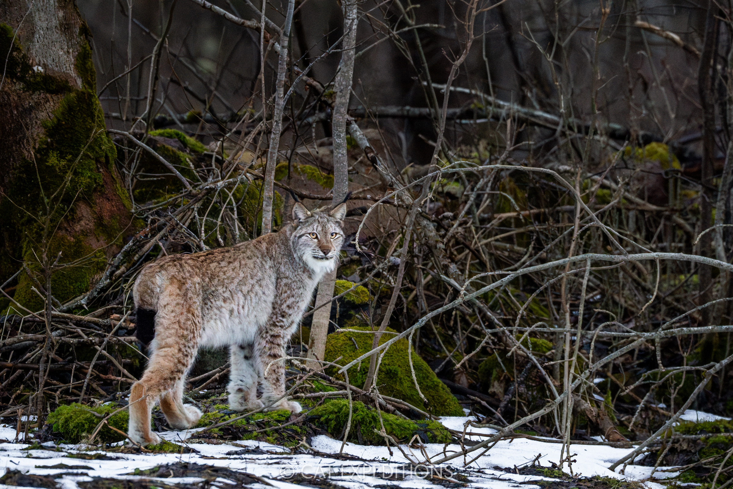 Featured image for “Eurasian Lynx in Estonia Photo Tour 2025 Trip Report”