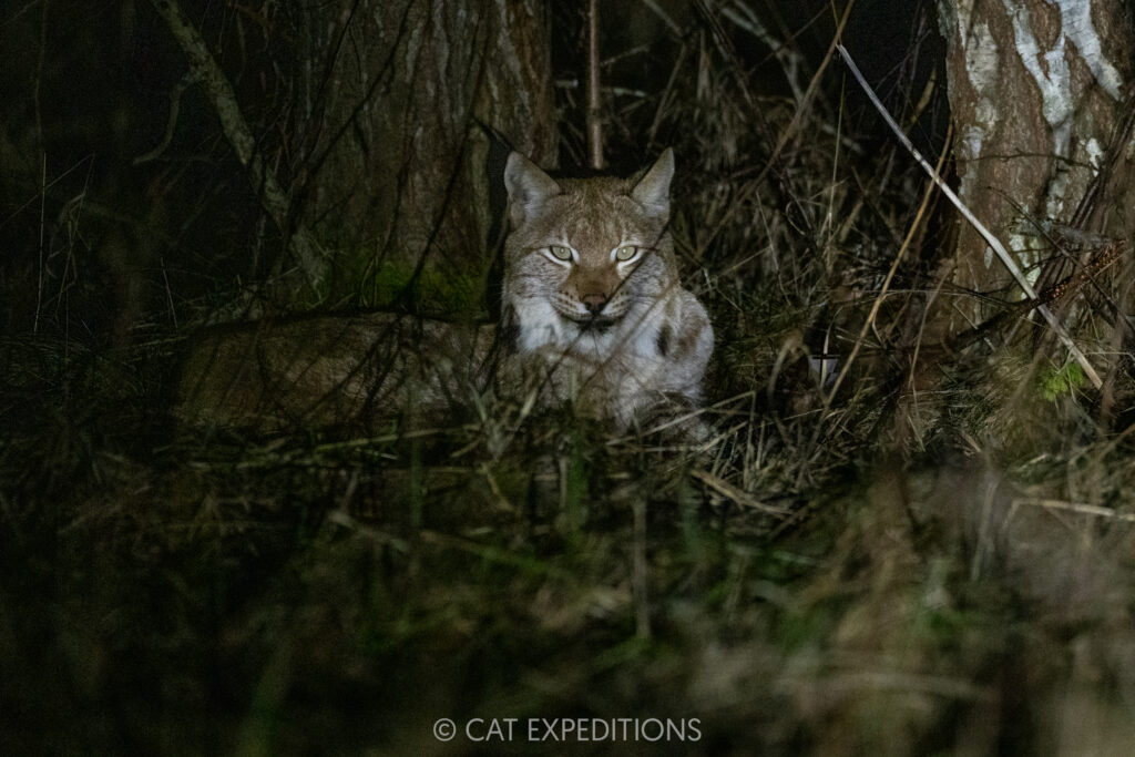 Female Eurasian lynx during our photo tour in Estonia in 2025