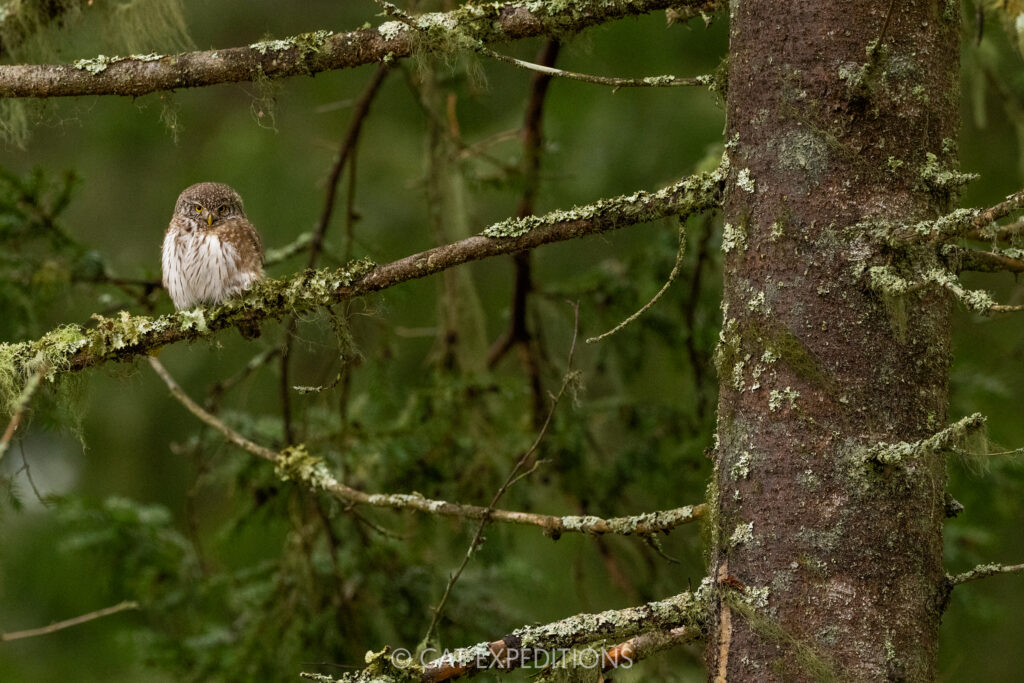 Eurasian Pygmy-Owl in Estonia