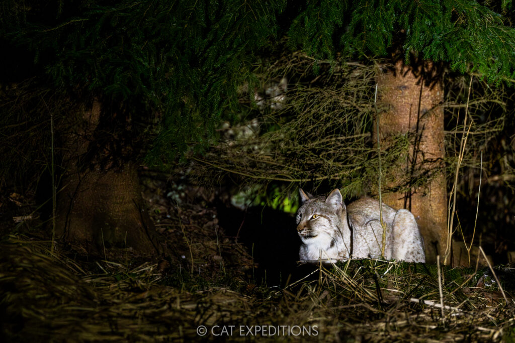 Eurasian lynx male at night, photographed during our Eurasian lynx photo tour in Estonia in 2025
