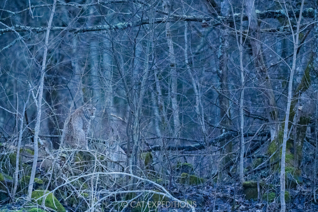 Eurasian lynx mother and kitten in forest, photographed during our Eurasian lynx photo tour in Estonia in 2025