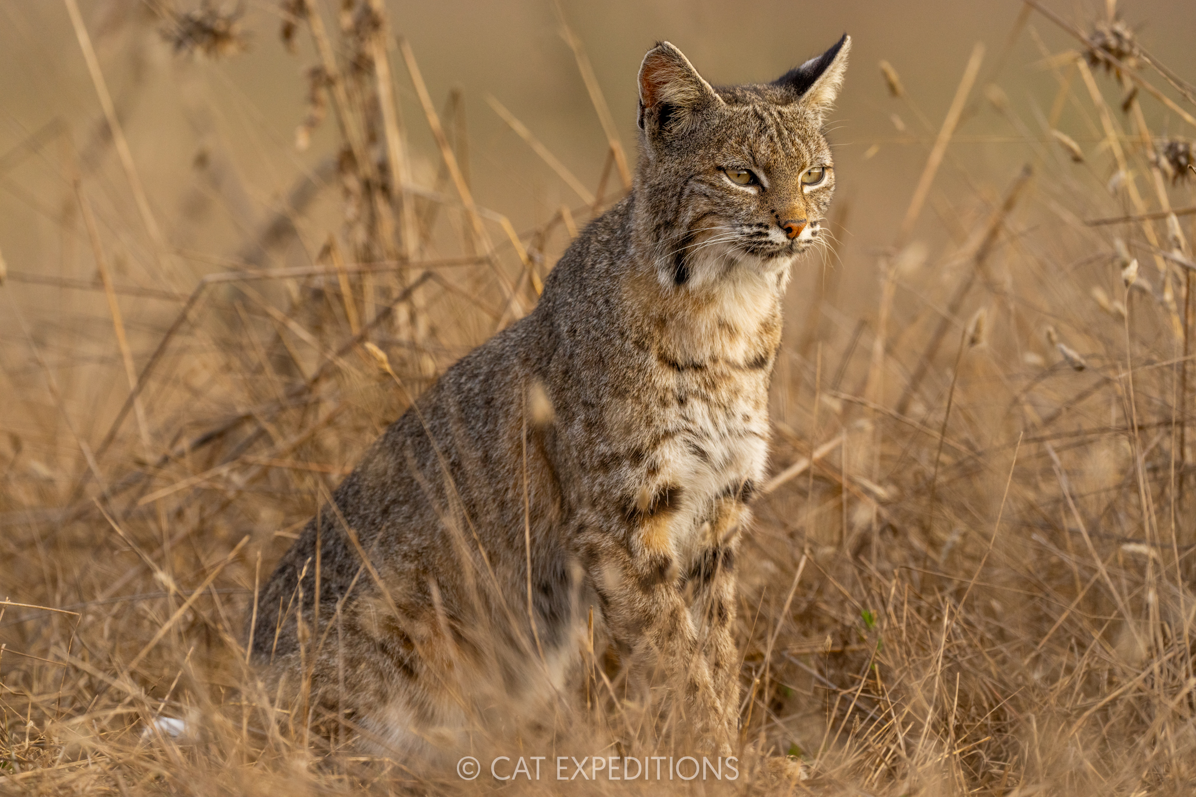 Bobcat female, California, taken during our private bobcat tour in 2024
