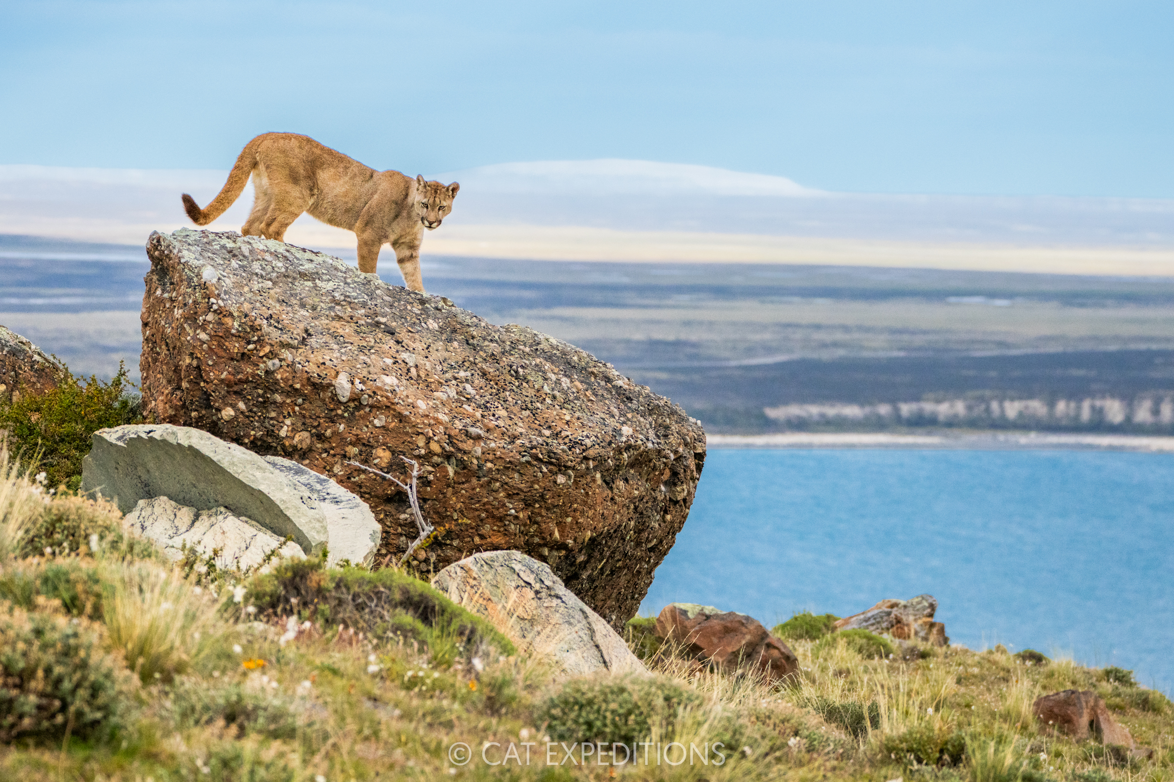 Male puma kitten on rock, taken during our Pumas of Patagonia Photo Tour 2024.