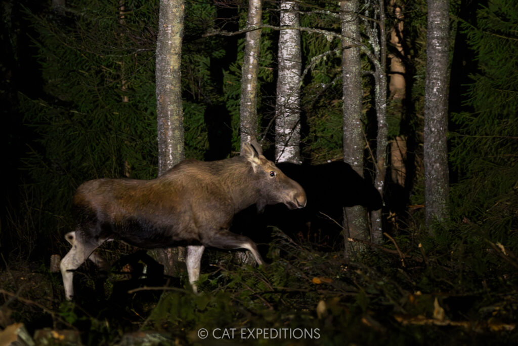 Moose at night in Estonia