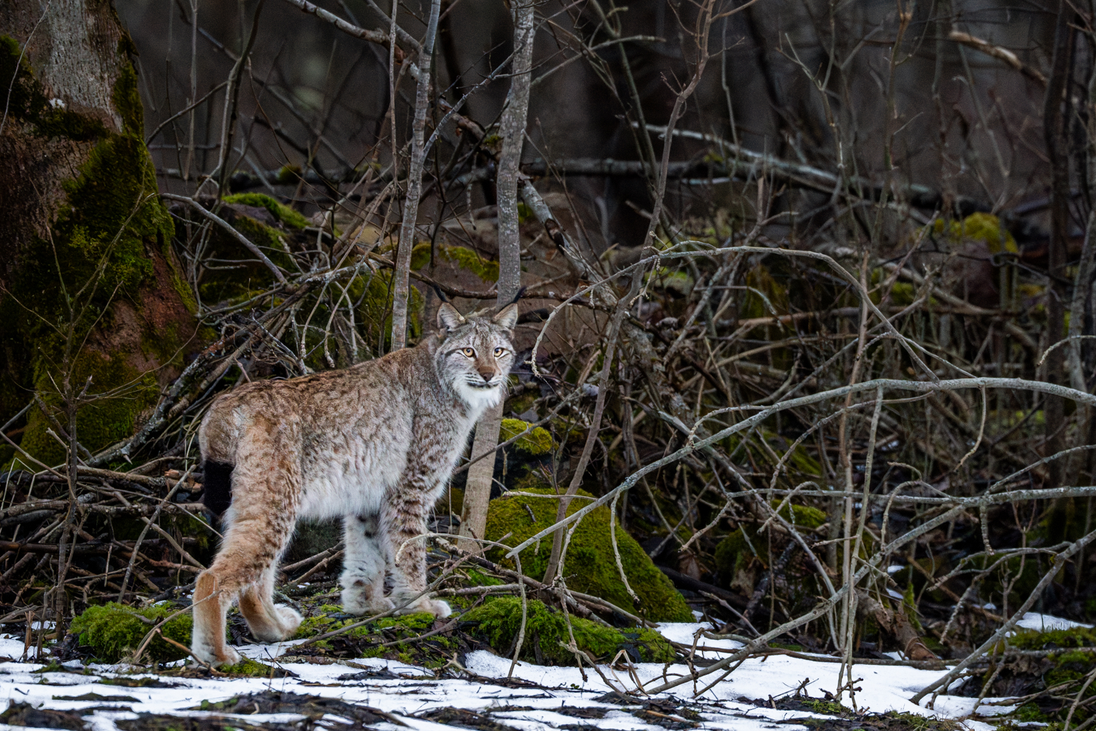 Photograph Eurasian Lynx in Estonia