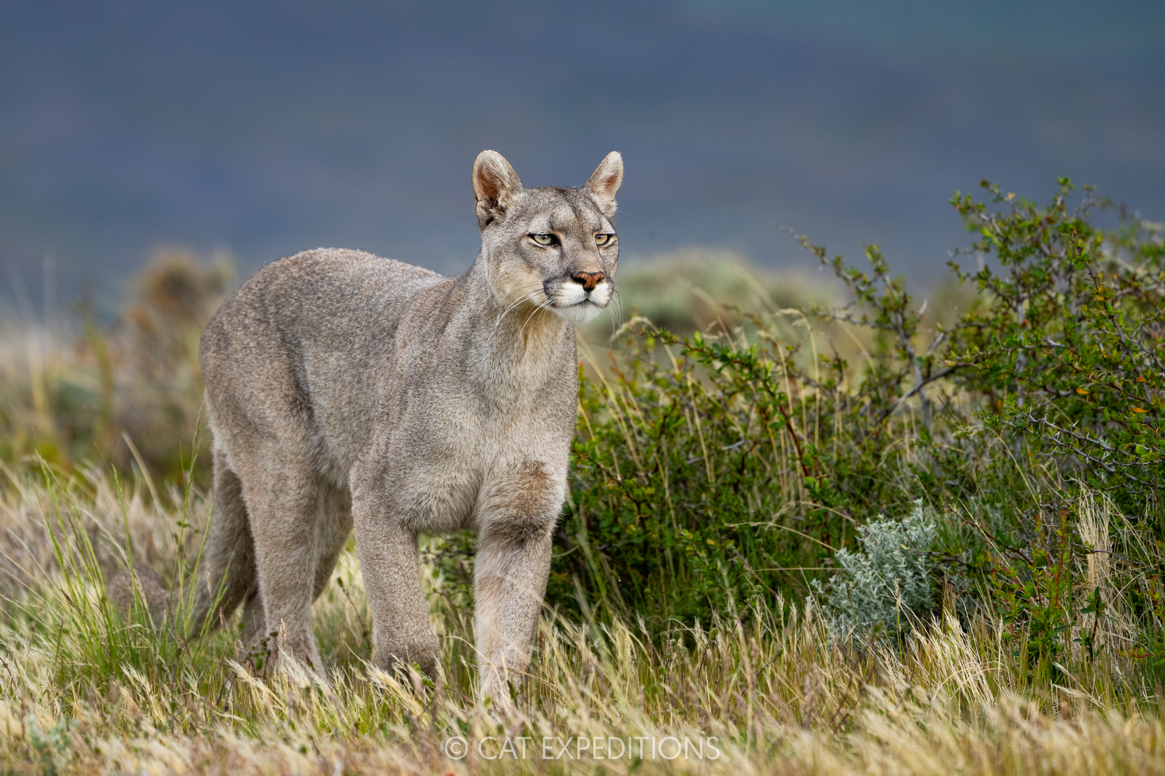 Amarga, a female puma, we followed a lot during our pumas of Patagonia Photo Tour in 2024