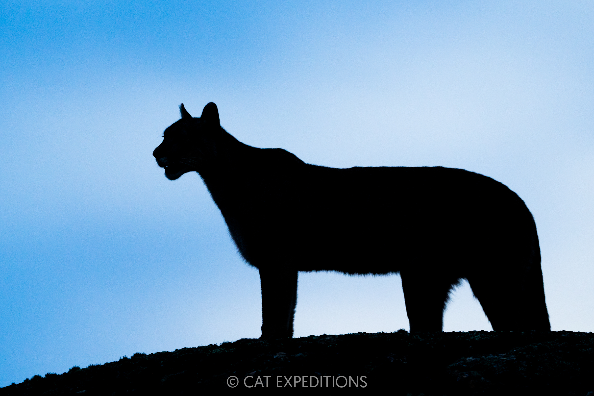 Puma female, Amarga, silhouetted during our pumas of Patagonia photo tour in 2024.