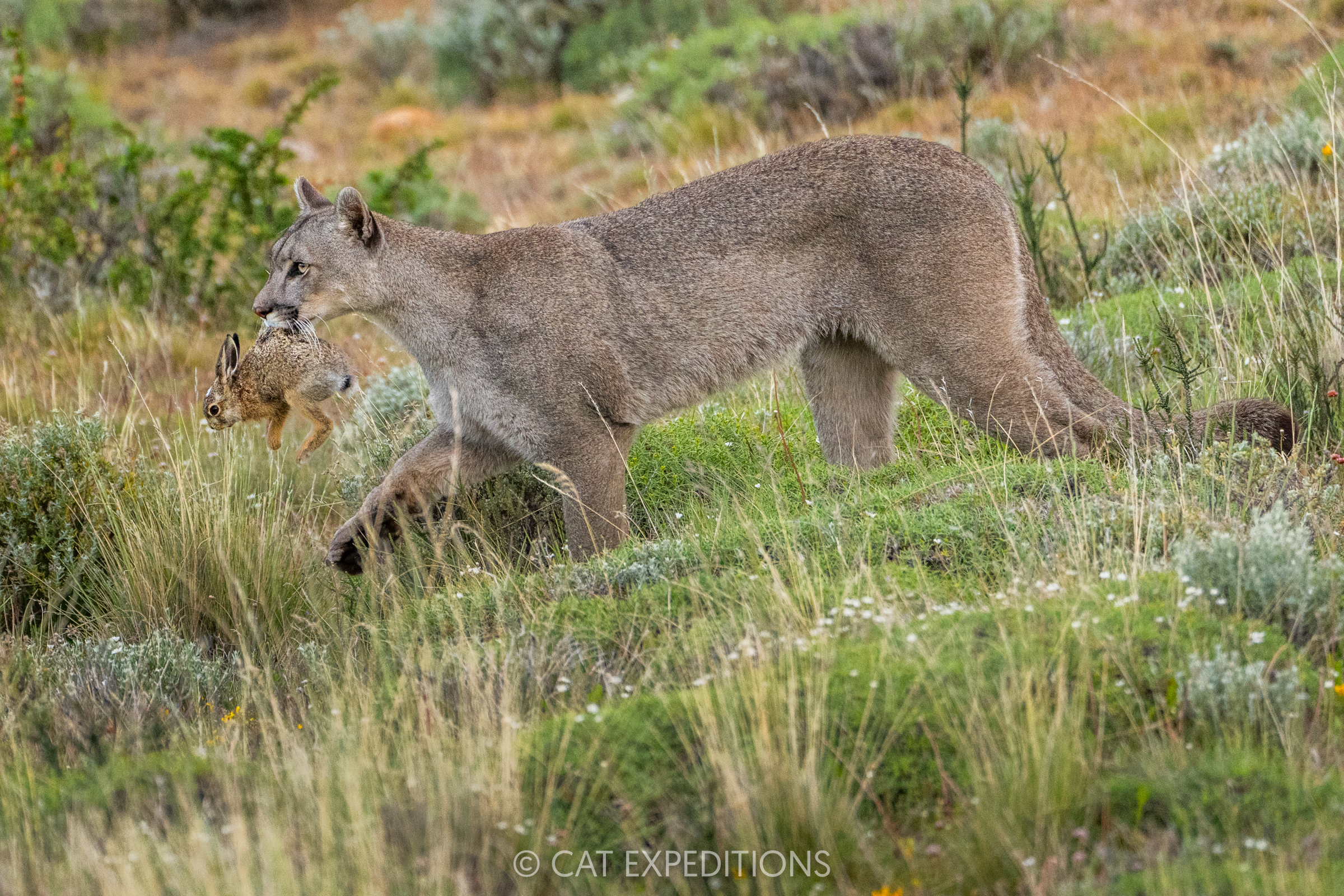 Female puma, Armaga, carrying hare young, before consuming it. Taken during our pumas of Patagonia photo tour in 2024.
