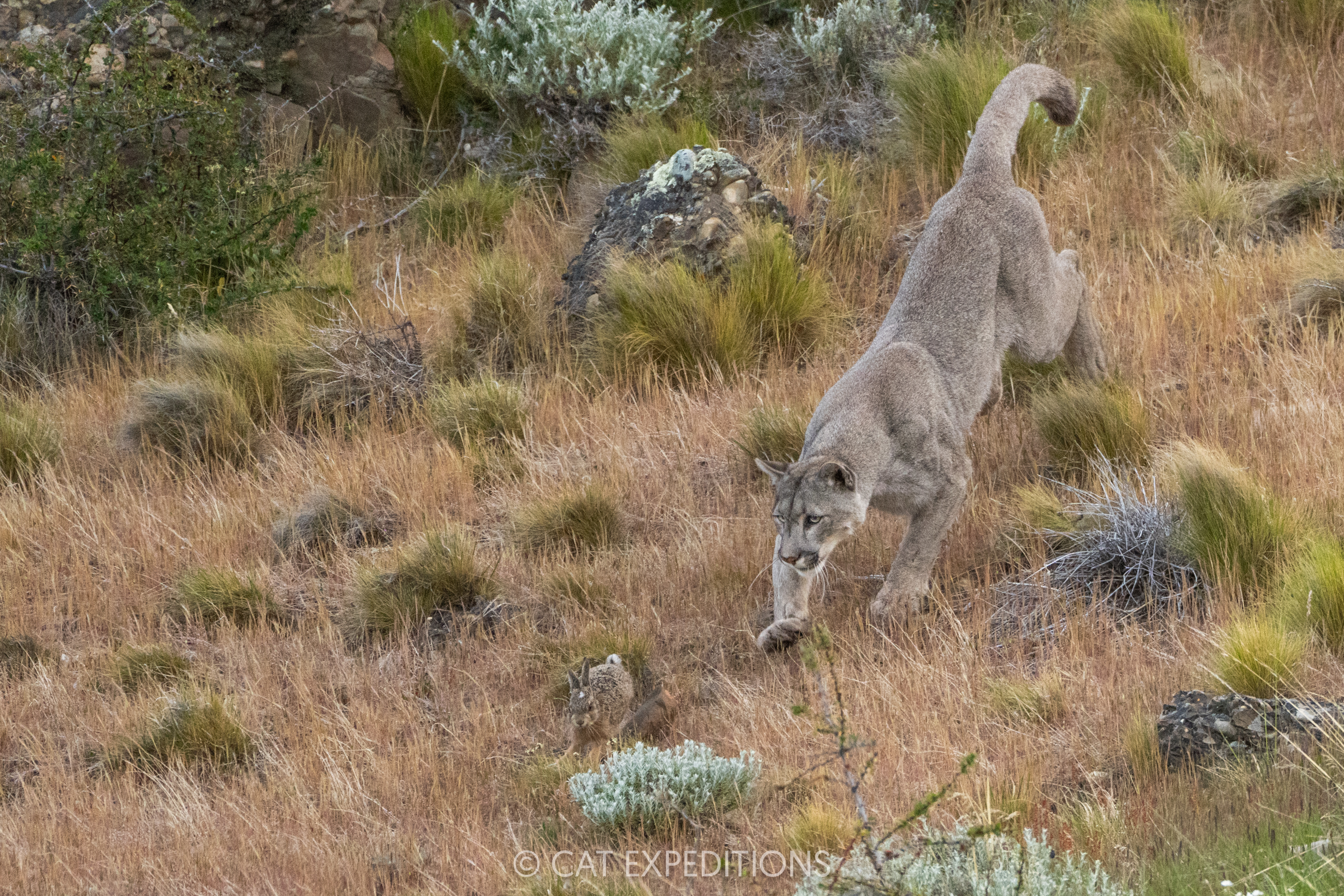 Female puma, Armaga, chasing and playing with hare young, before consuming it. Taken during our pumas of Patagonia photo tour in 2024.