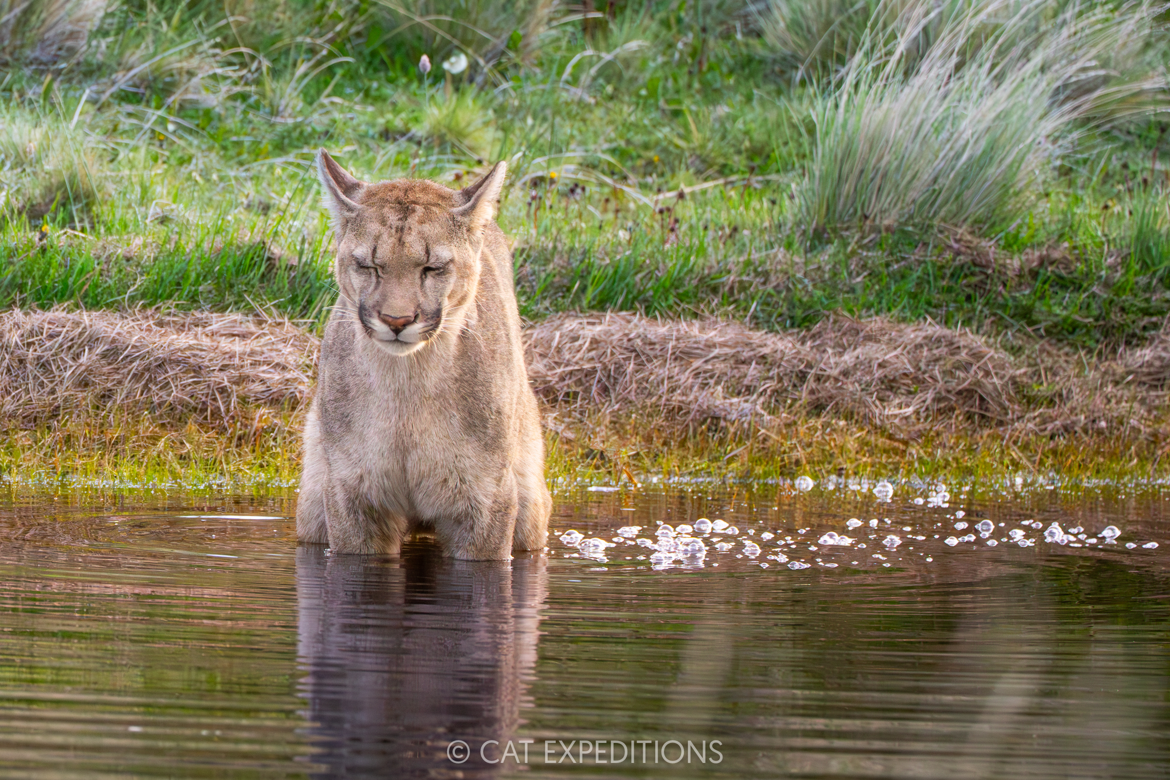 Puma male kitten defecting in pond, taken during our pumas of Patagonia photo tour in 2024.