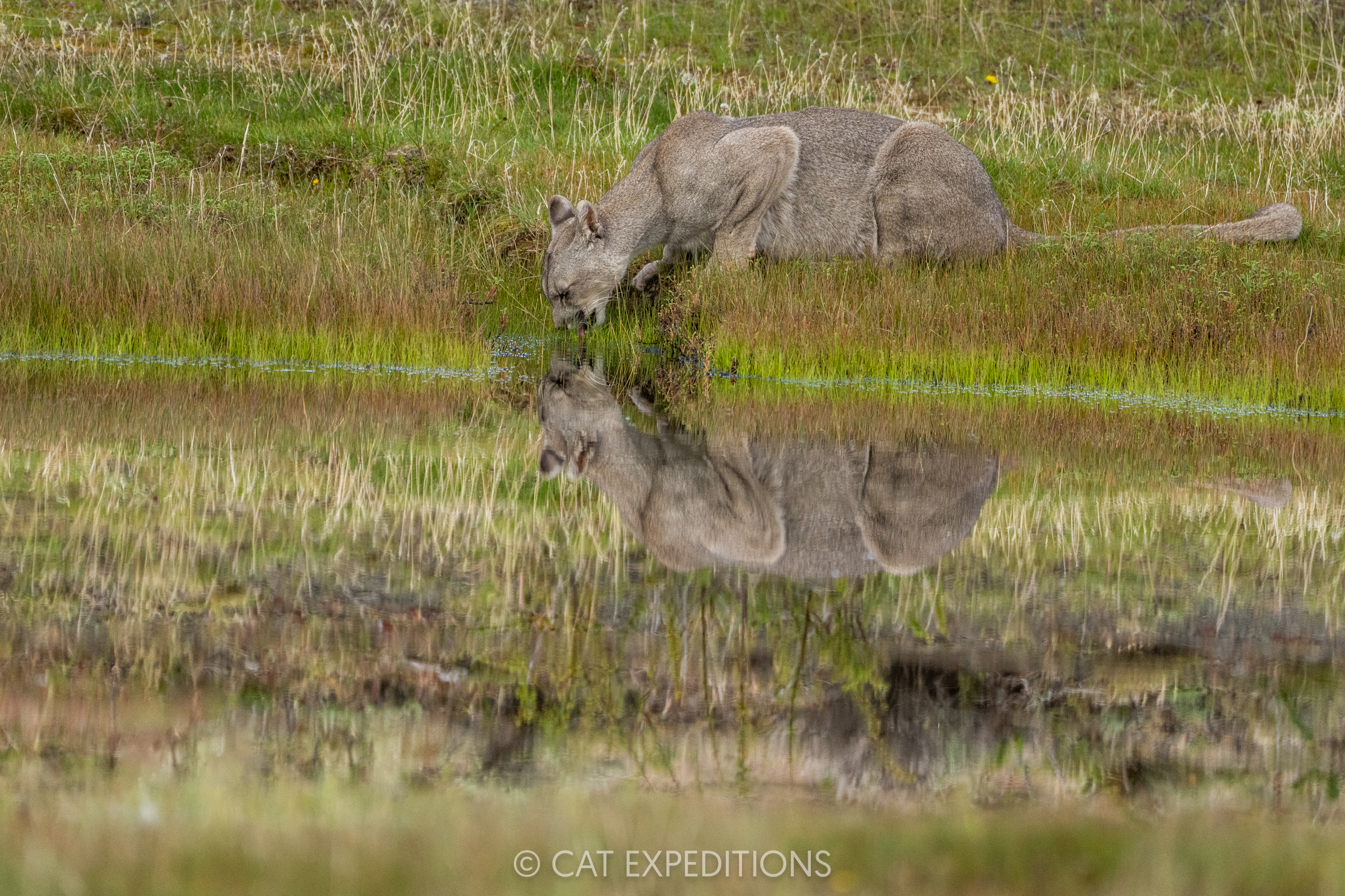 Puma female, Amarga, drinking at pond during our pumas of Patagonia Photo Tour in 2024