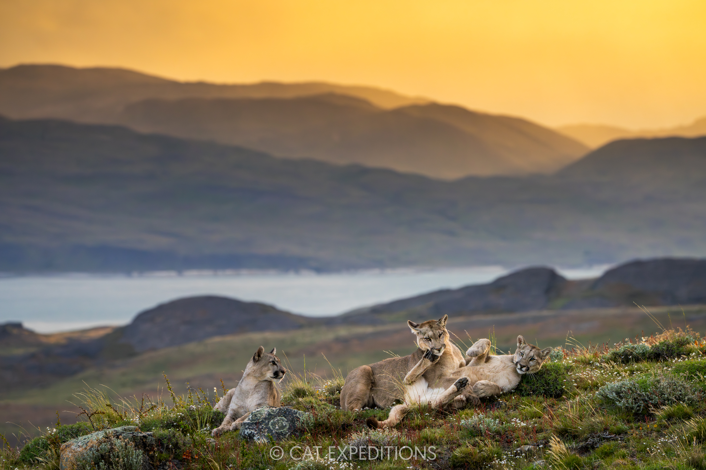 Puma mother, Petaka, and her two kittens during our pumas of Patagonia photo tour in 2024.
