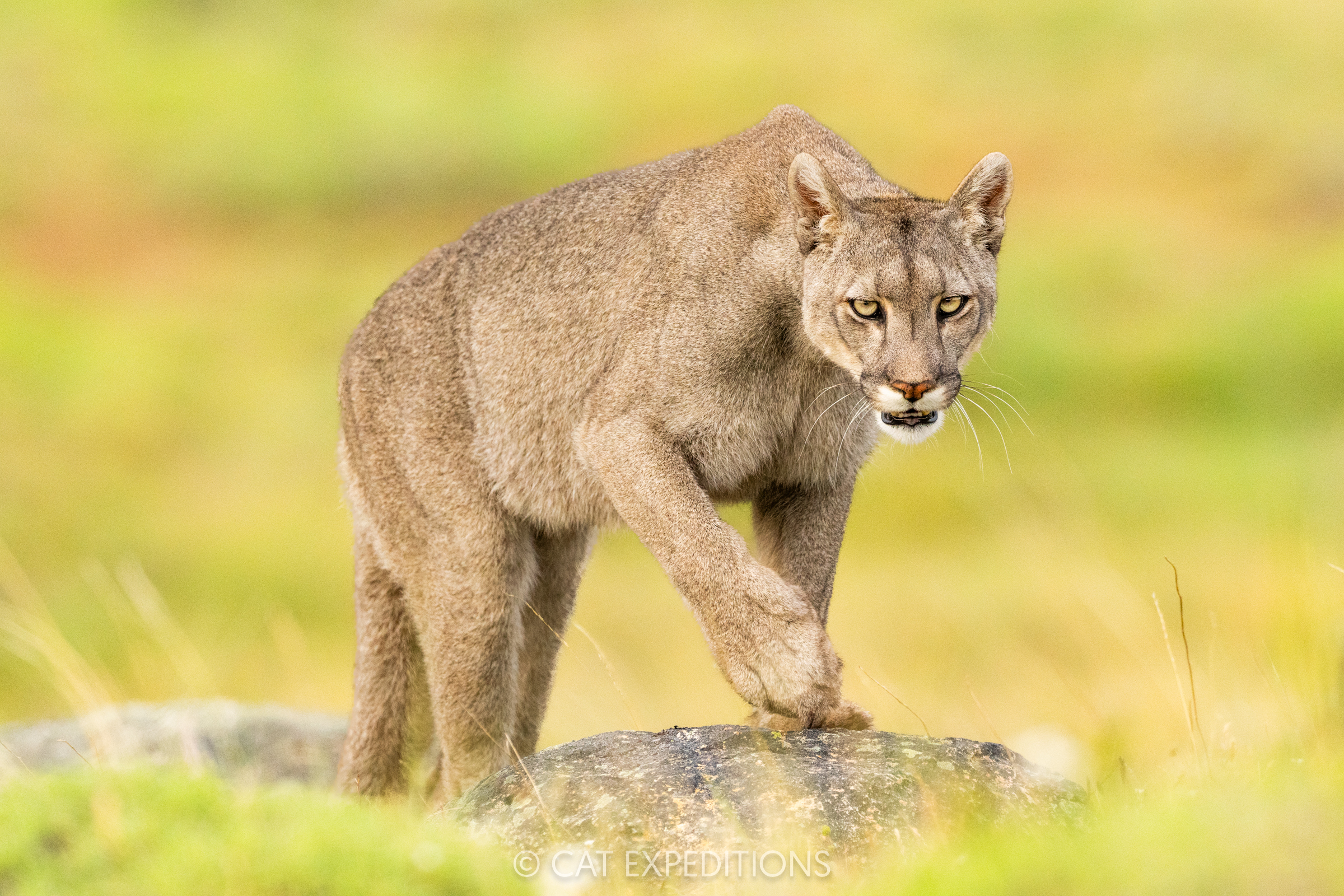 Puma female, Amarga, during our pumas of Patagonia photo tour in 2024.