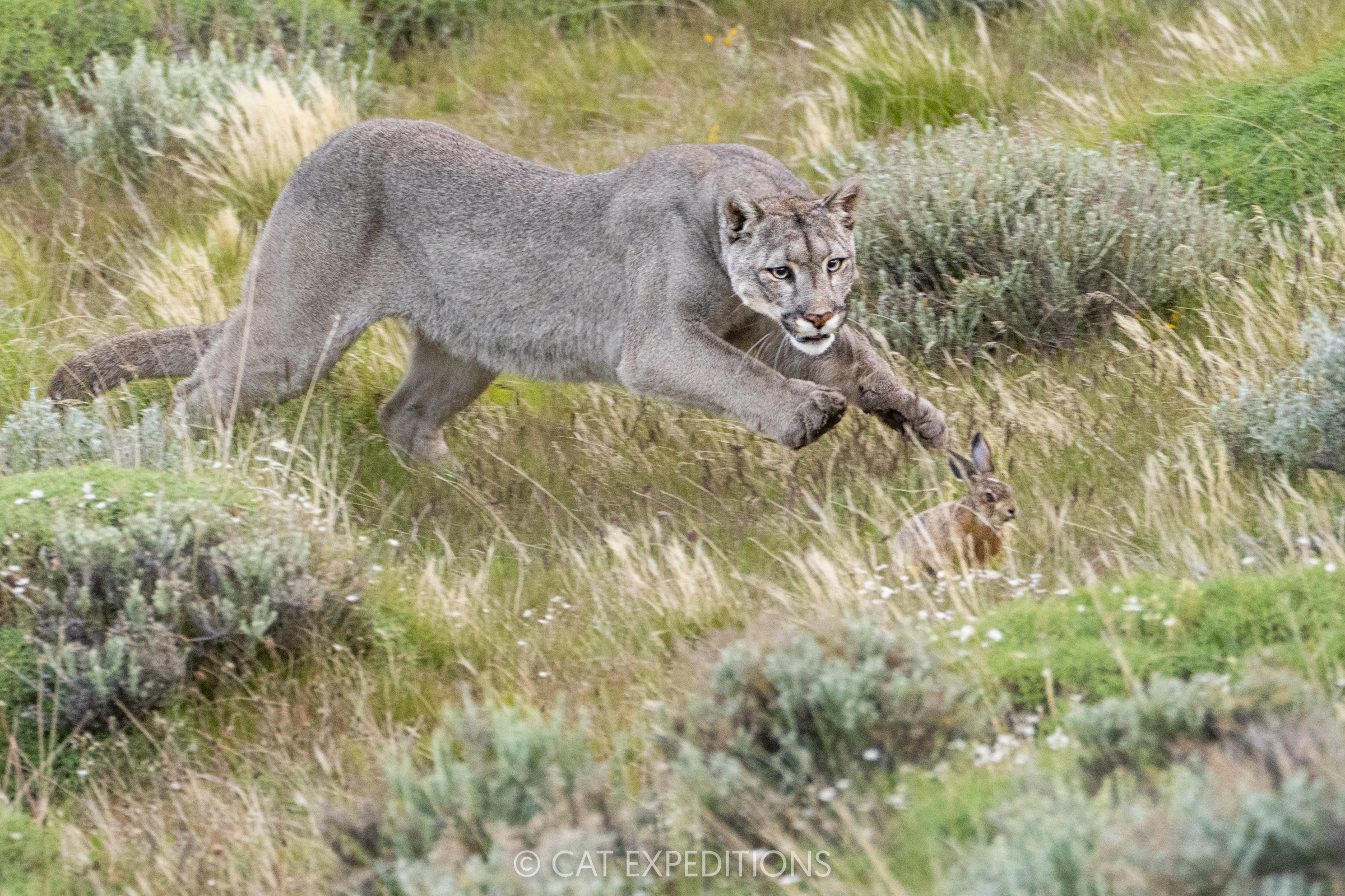 Female puma, Armaga, chasing and playing with hare young, before consuming it. Taken during our pumas of Patagonia photo tour in 2024.