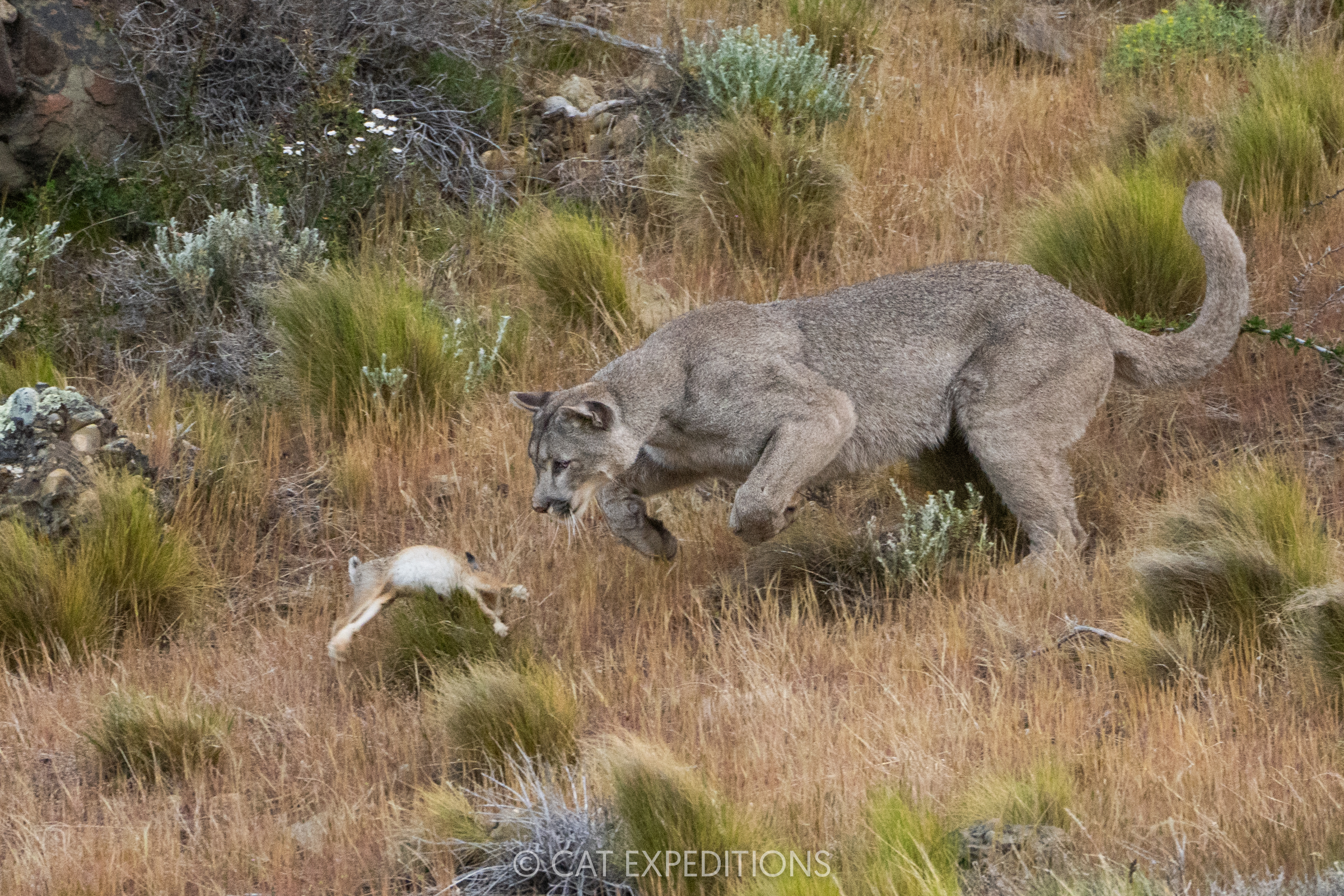 Female puma, Armaga, chasing and playing with hare young, before consuming it. Taken during our pumas of Patagonia photo tour in 2024.